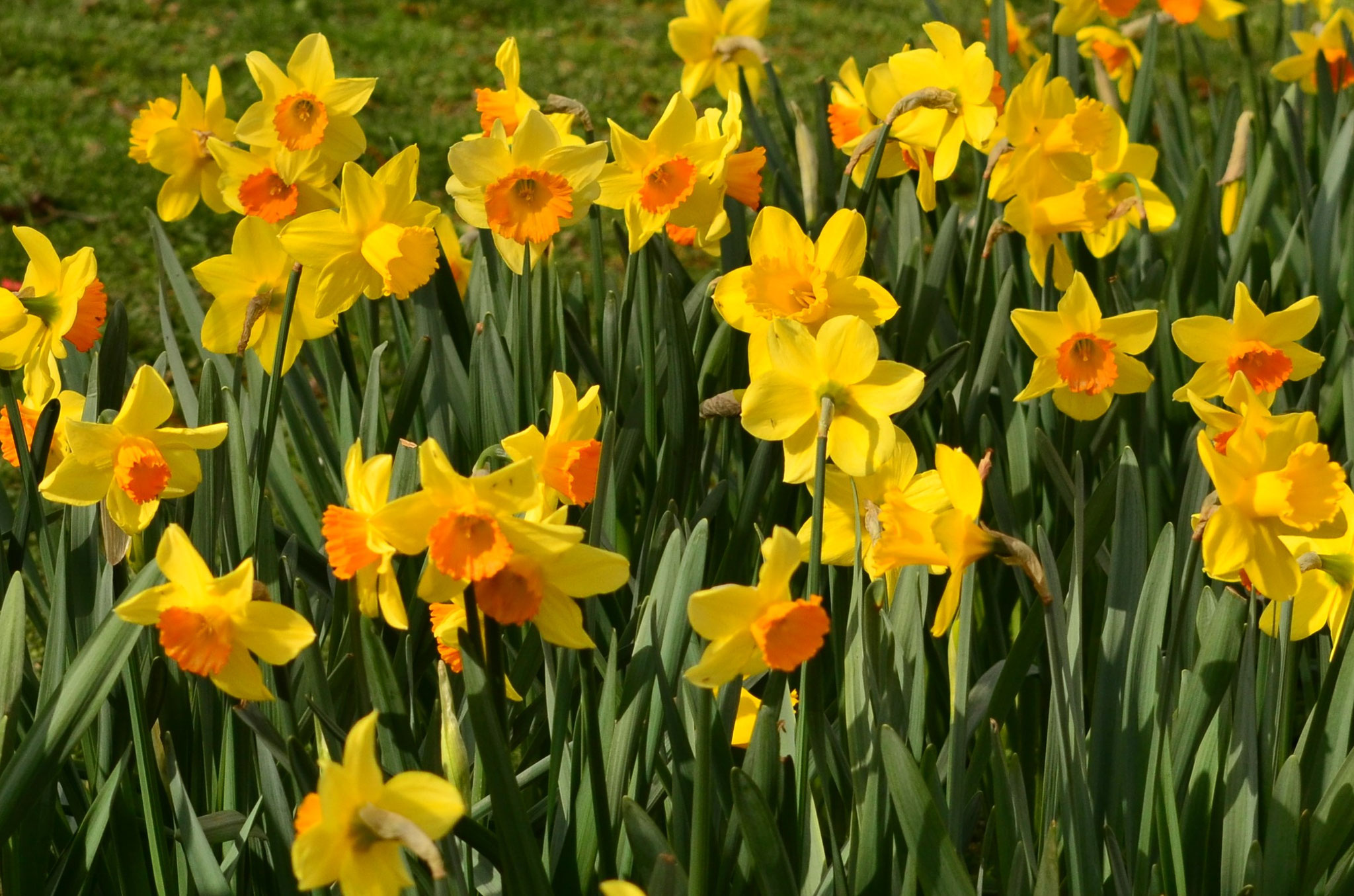 Parterre de jonquilles