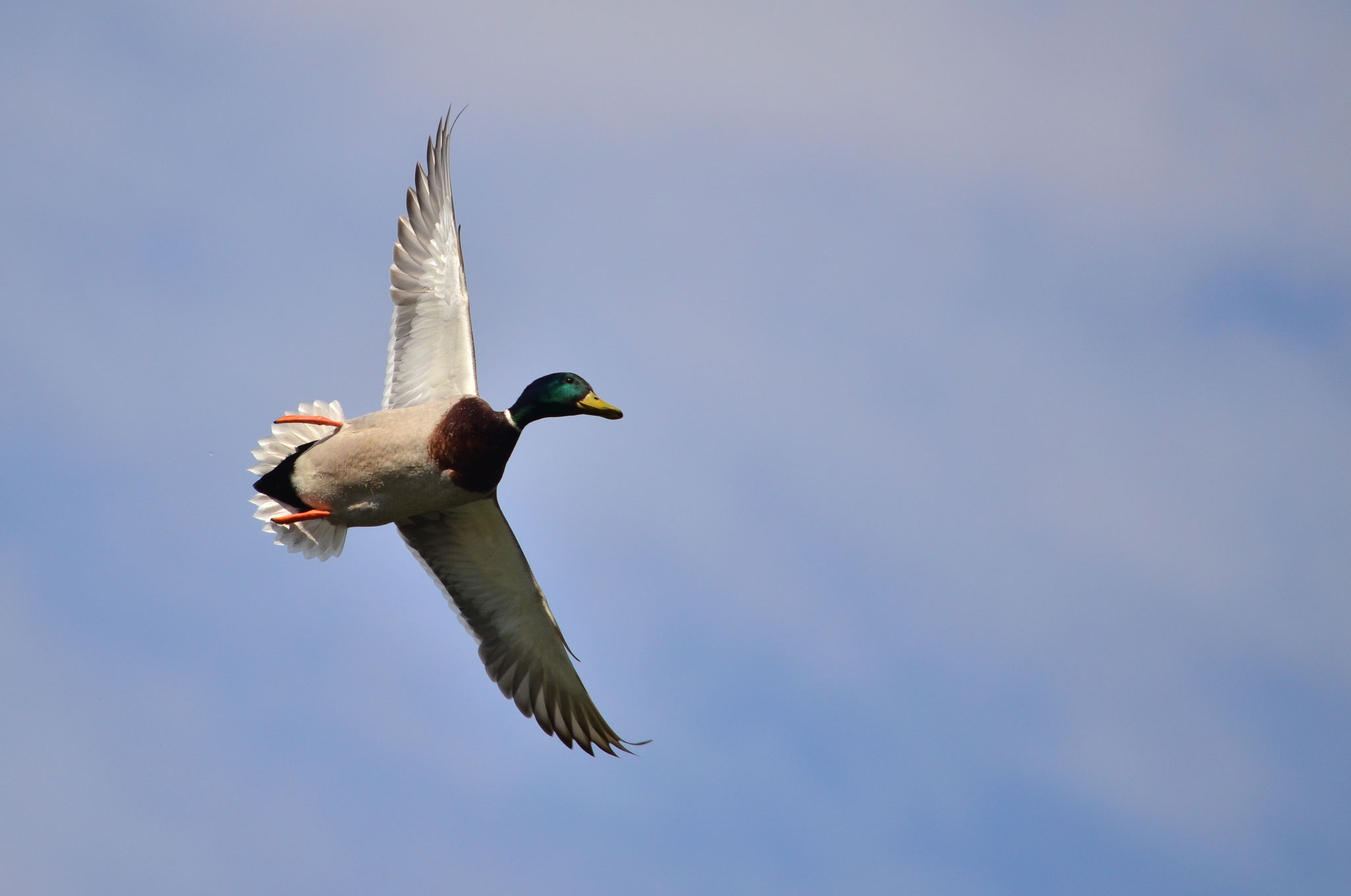 Canard colvert (Alsace, France)
