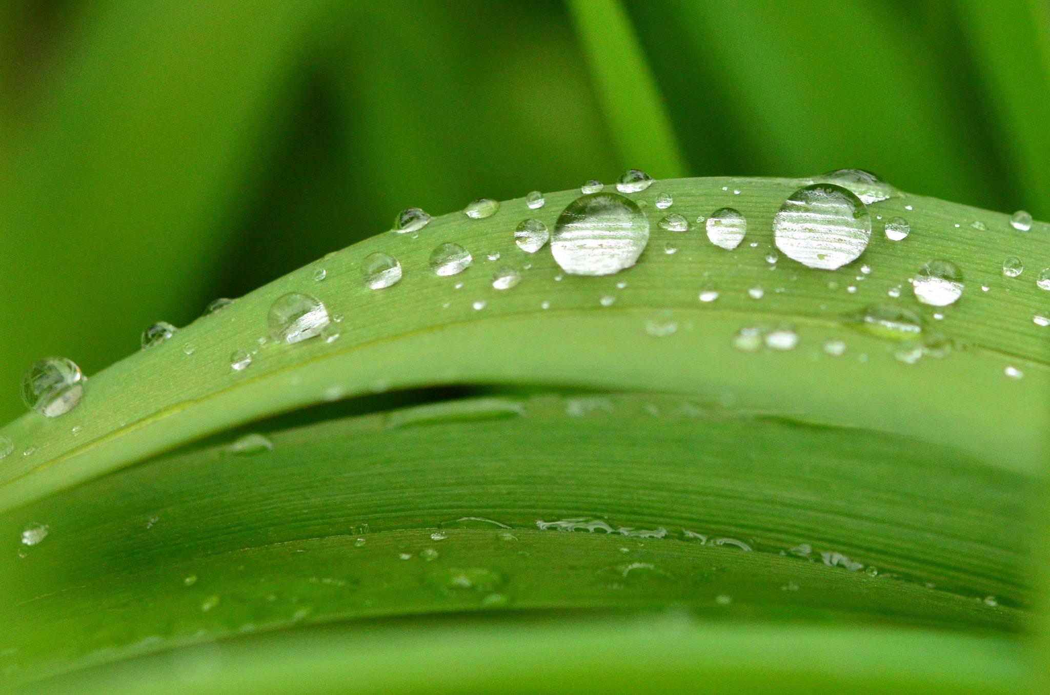 Perles de pluie
