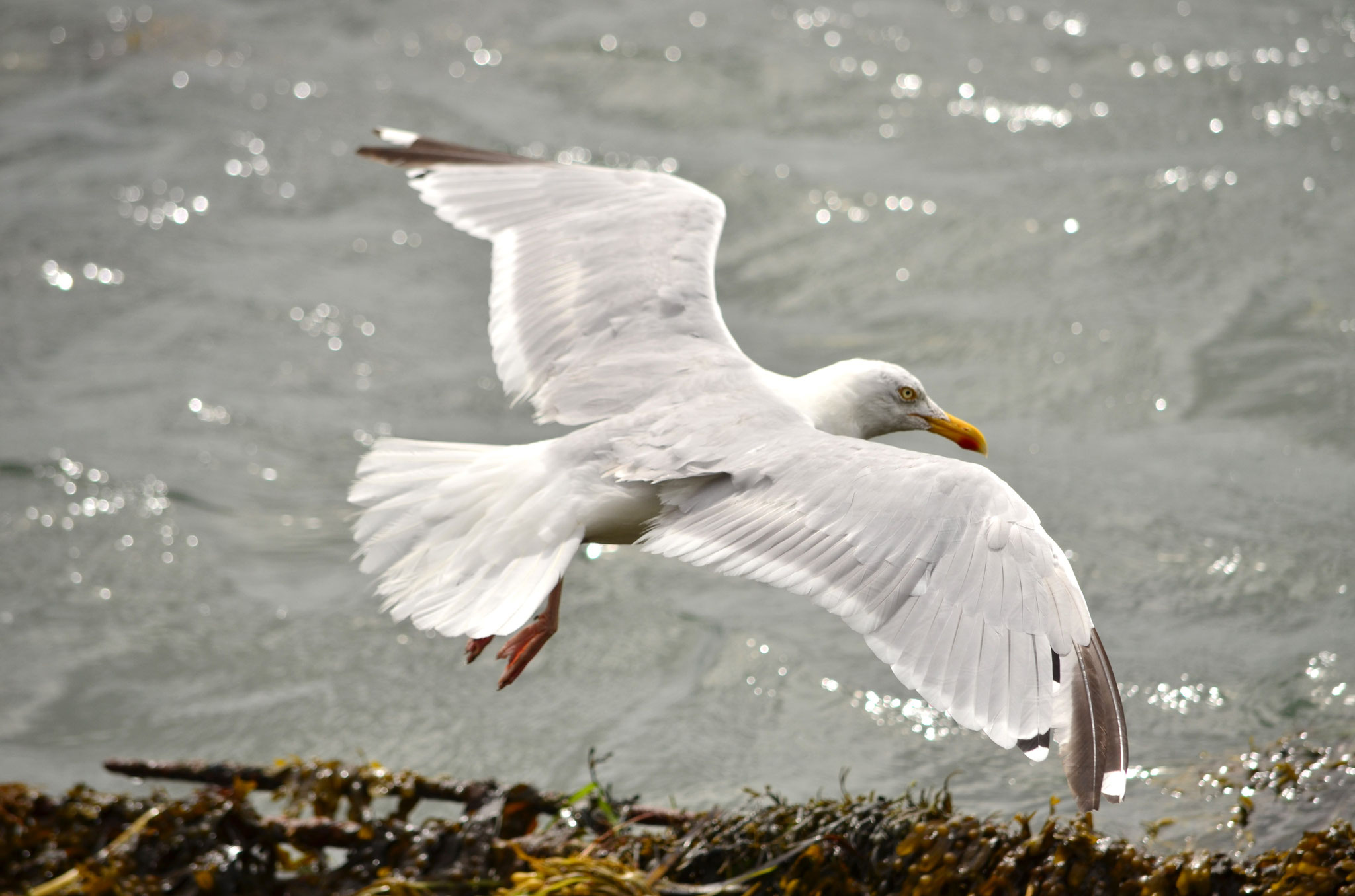 Goéland argenté (Bretagne, France)