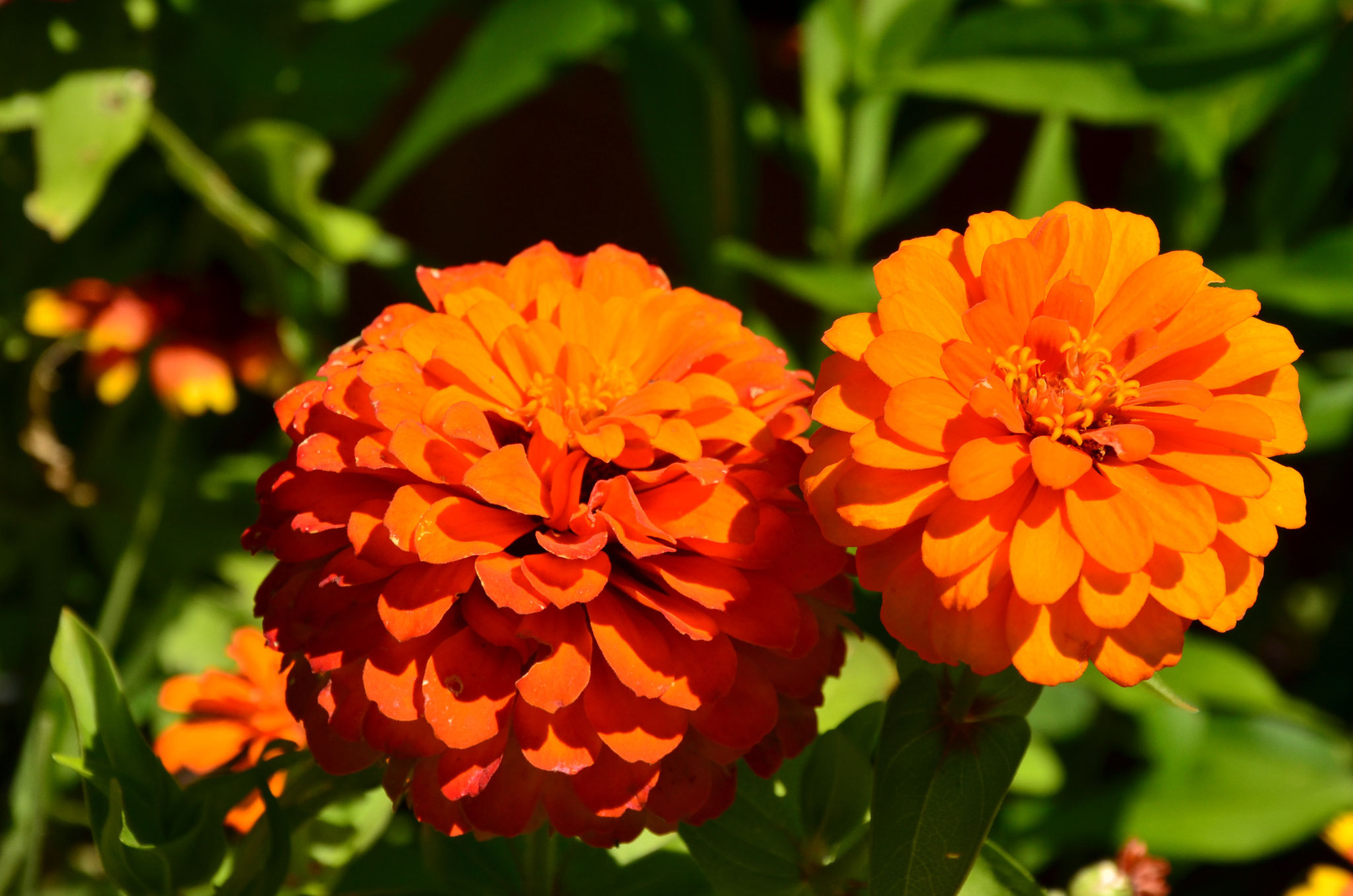 Zinnias