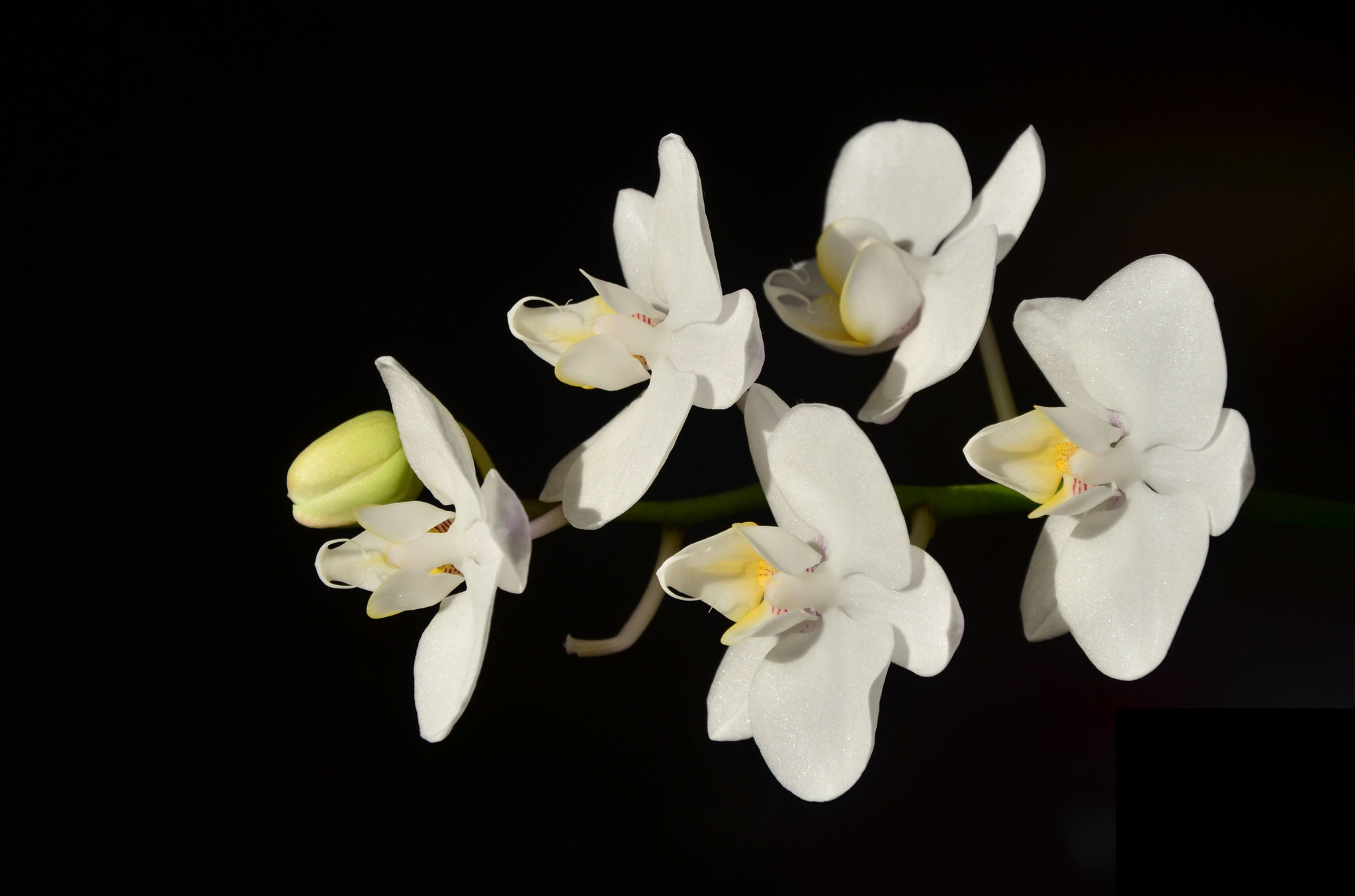 Orchidée