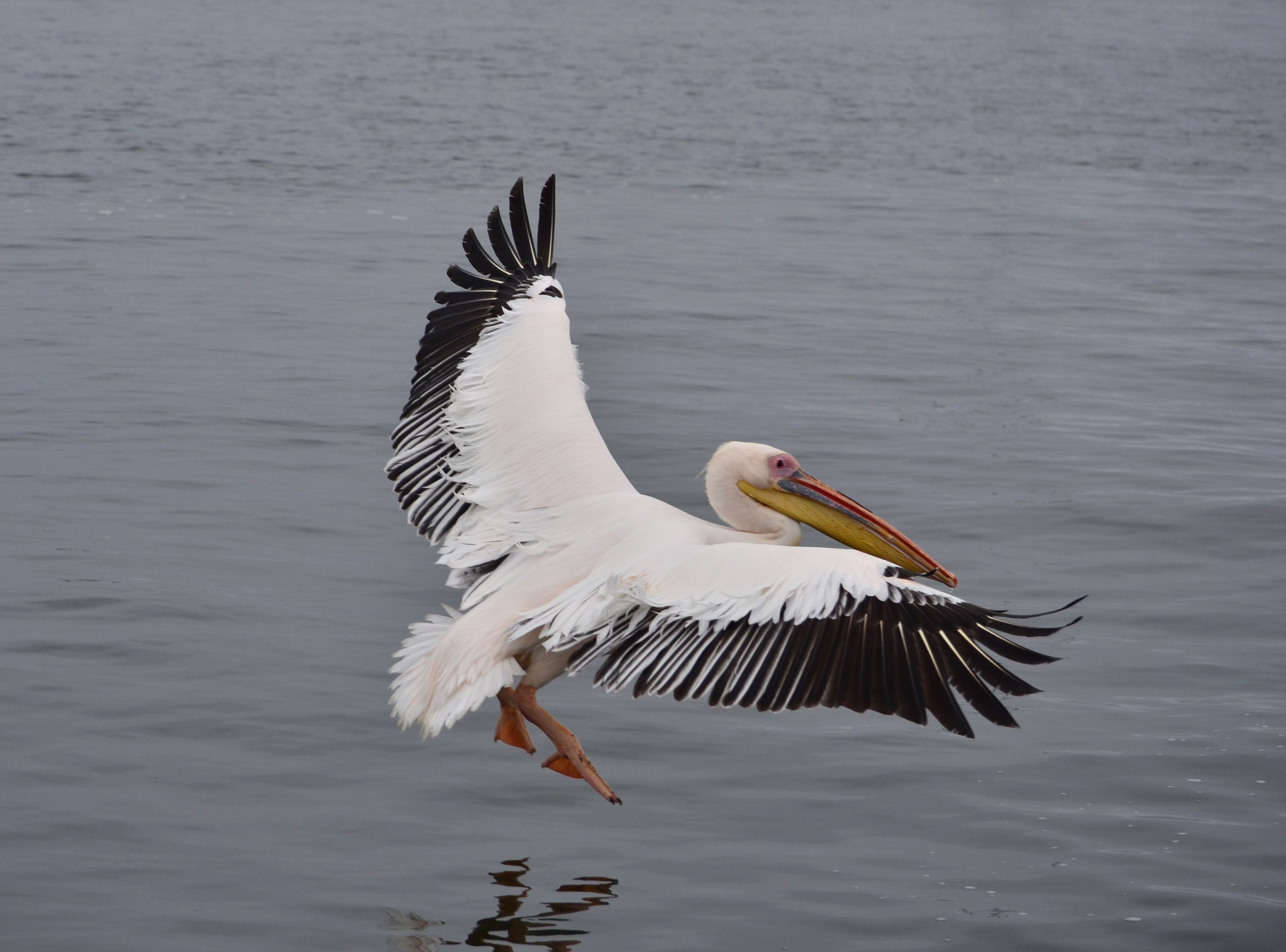 Pélican blanc (Walvis Bay, Namibie)  Octobre 2016