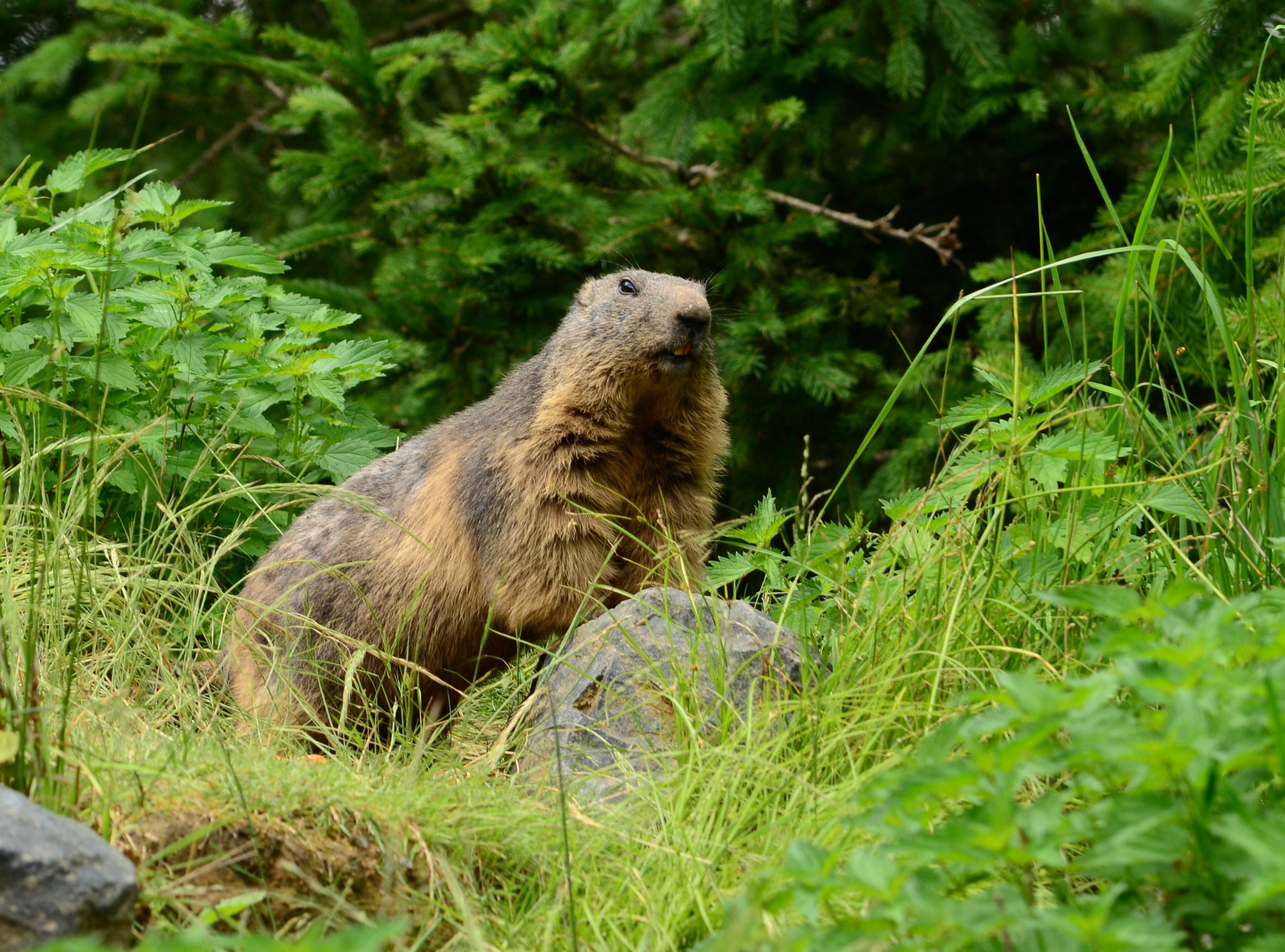 Marmotte des Alpes