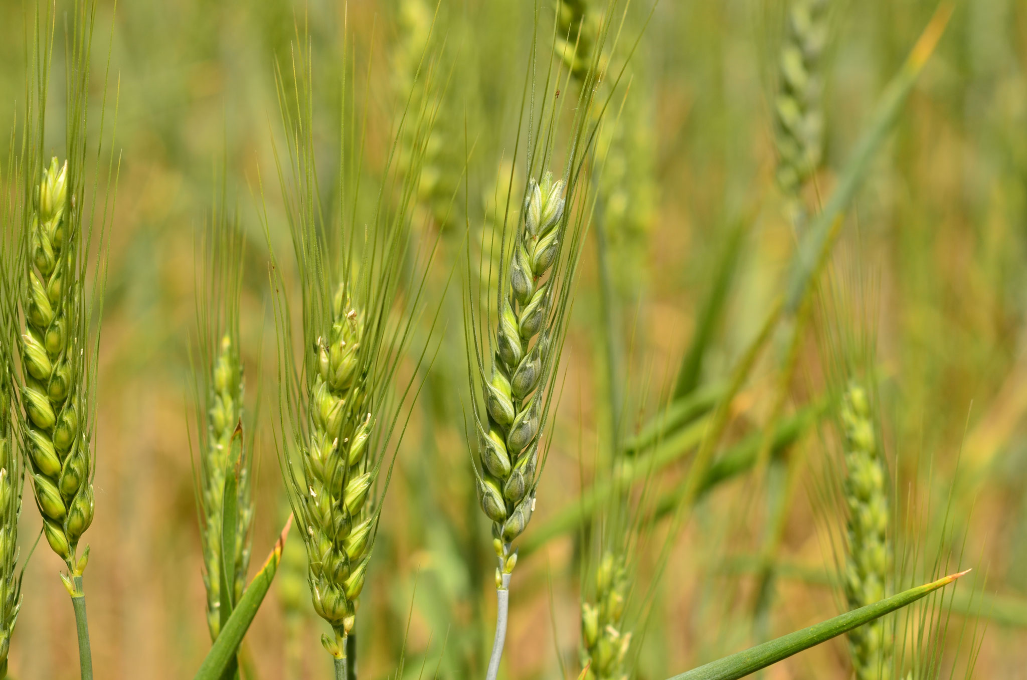 Promesse de bons grains