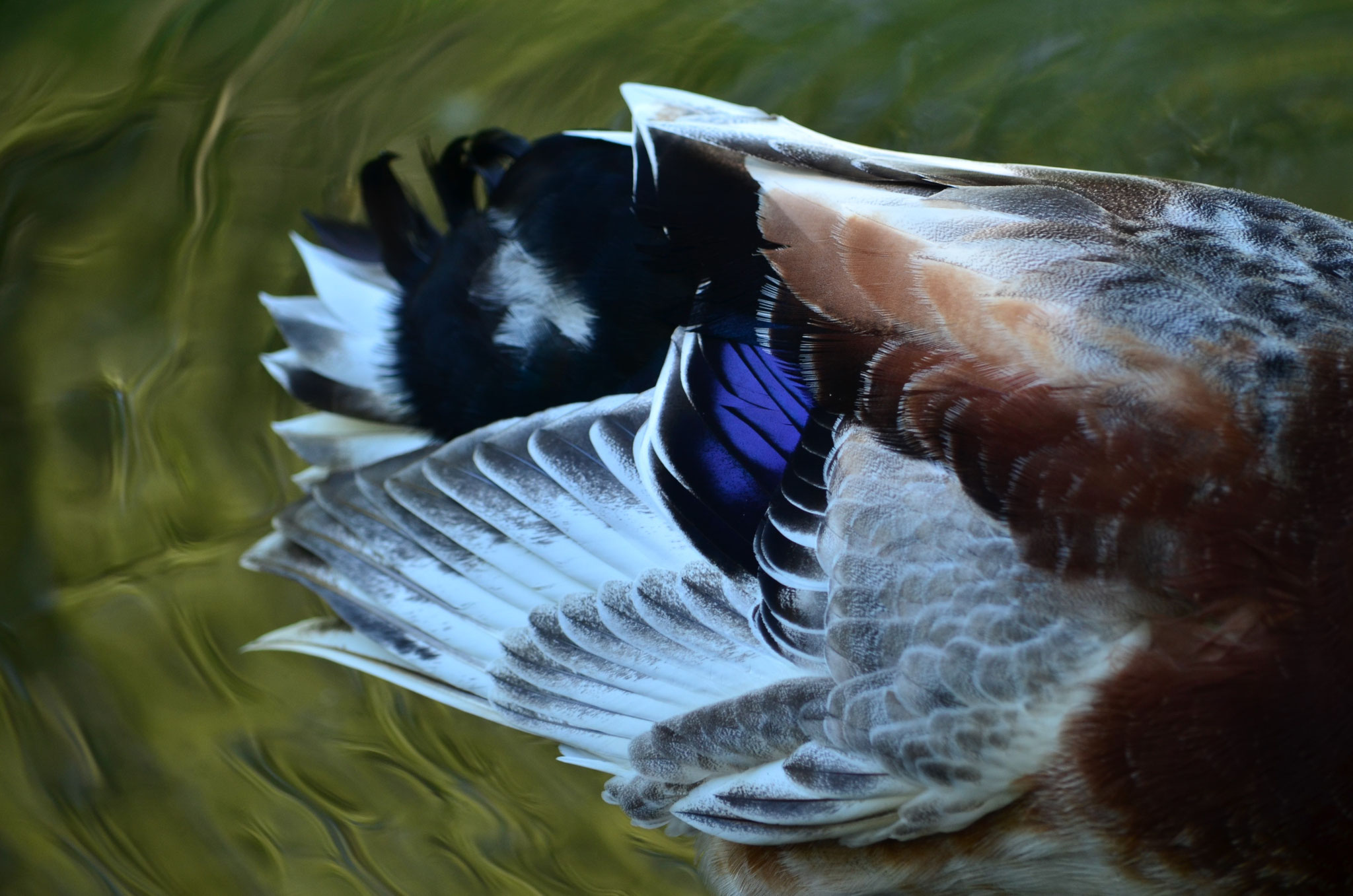 Aile d'un canard