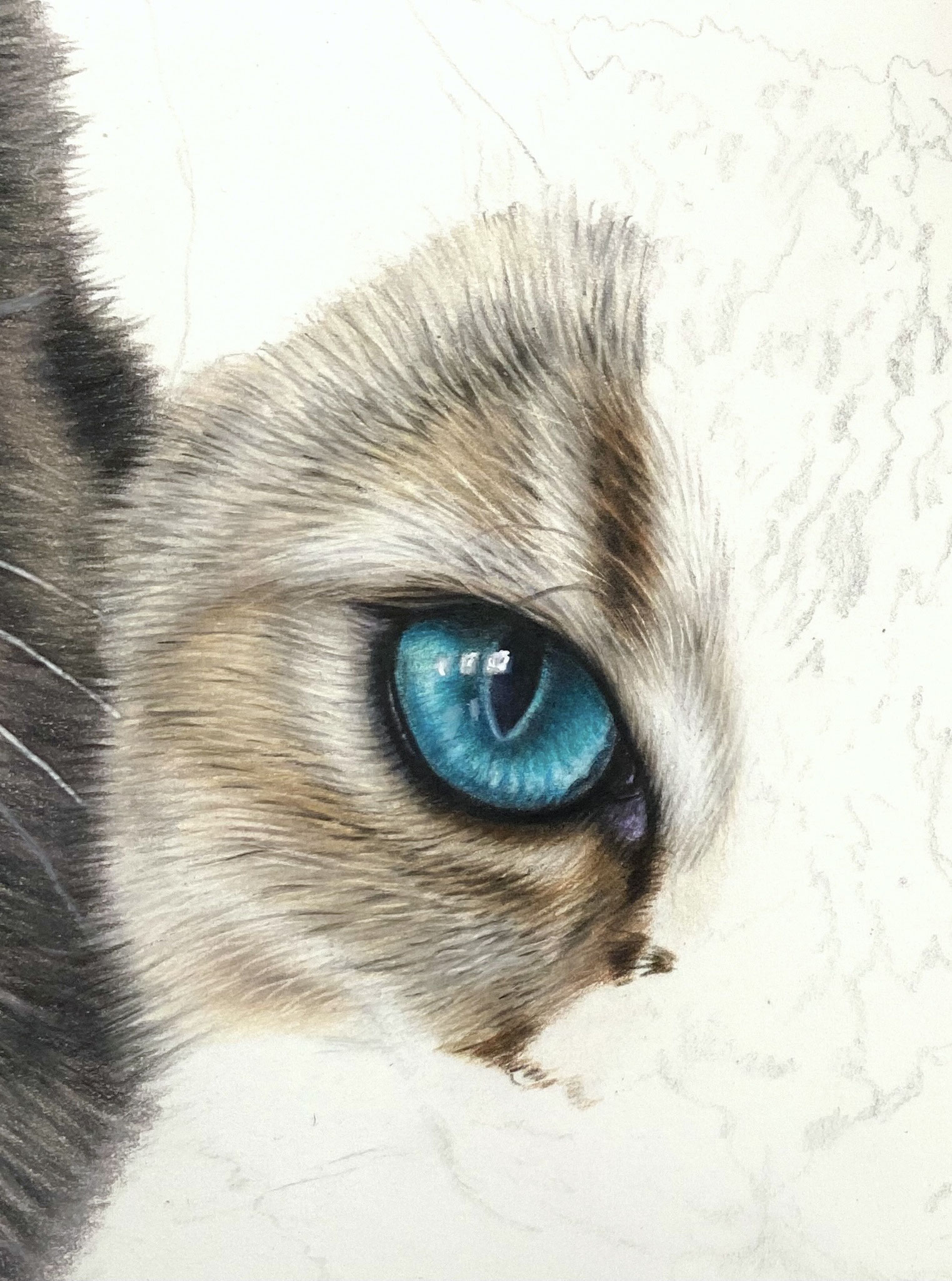 Cat's eye & cream tabby fur, focus tutorial.