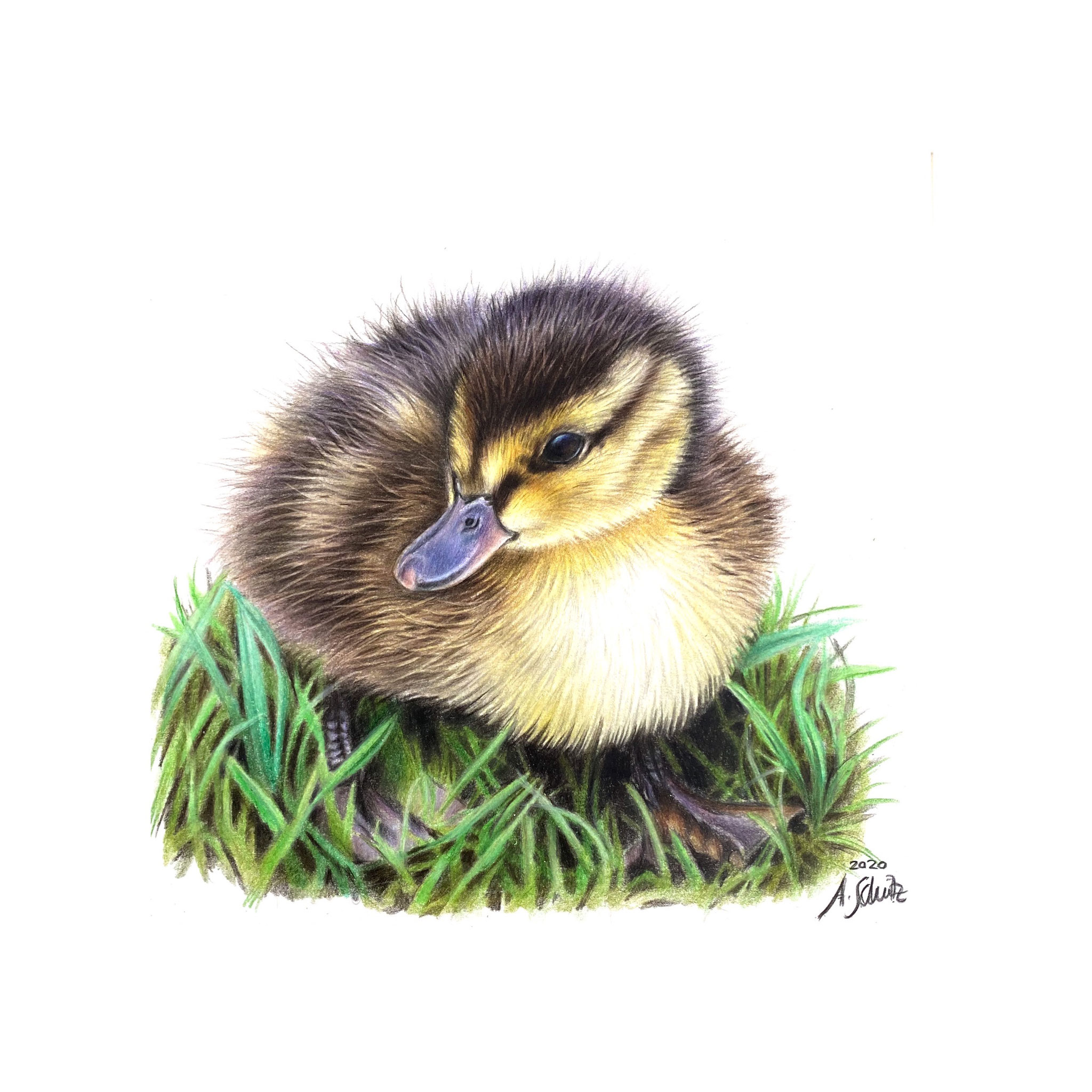 Duckling, focus (beginner) tutorial. 