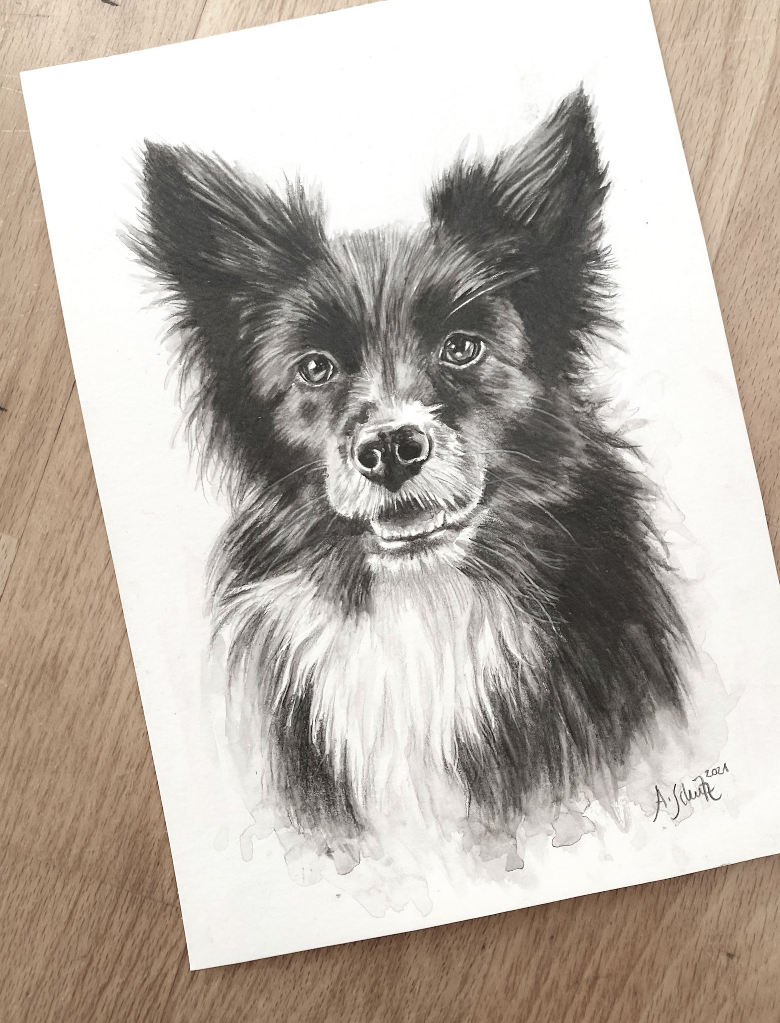 Border Collie, Graphitaquarell, A5. 