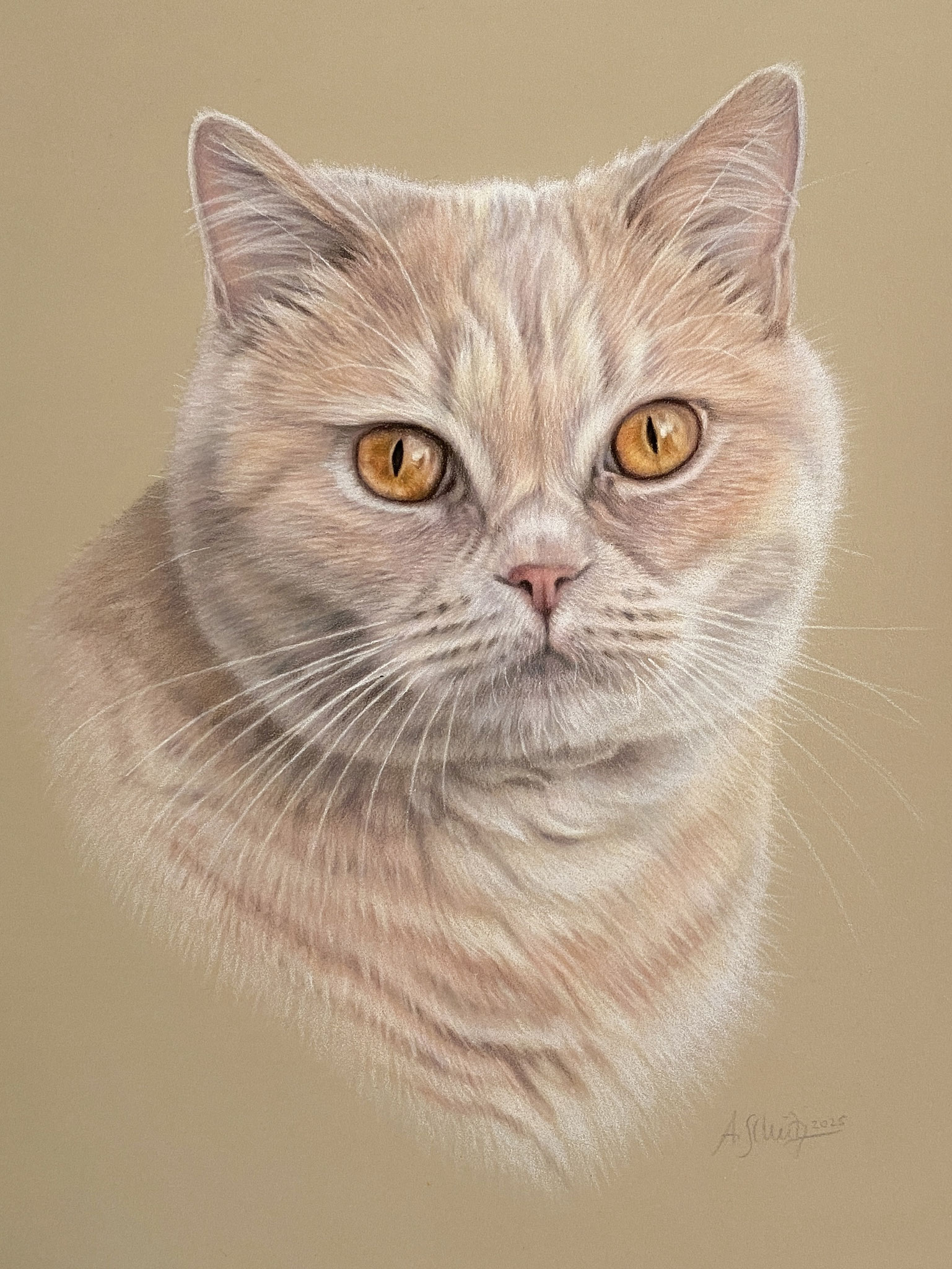Katzenportrait Britisch Kurzhaar, gezeichnet mit Buntstiften von Ami Schütz.