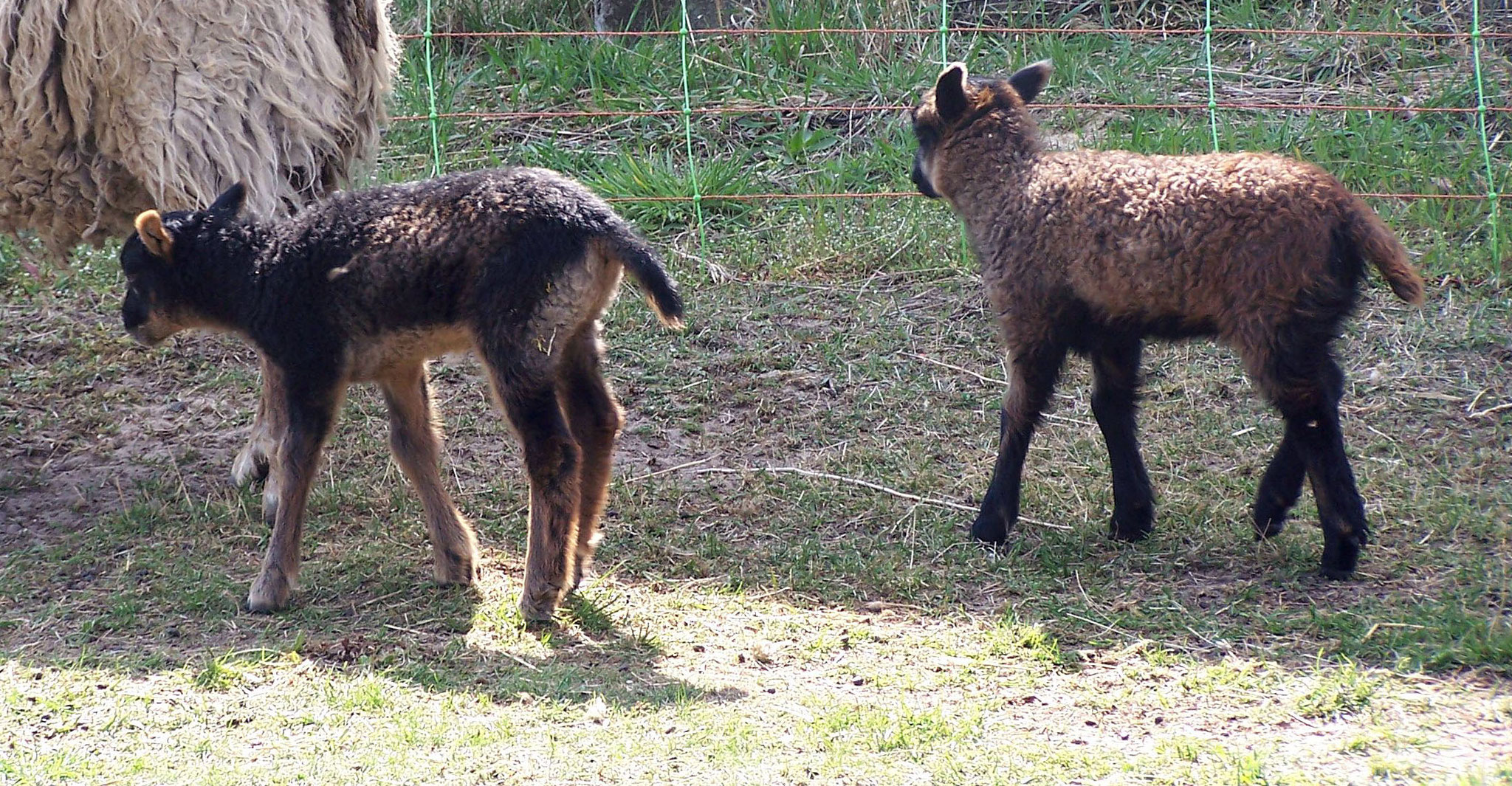 Findus und Juna