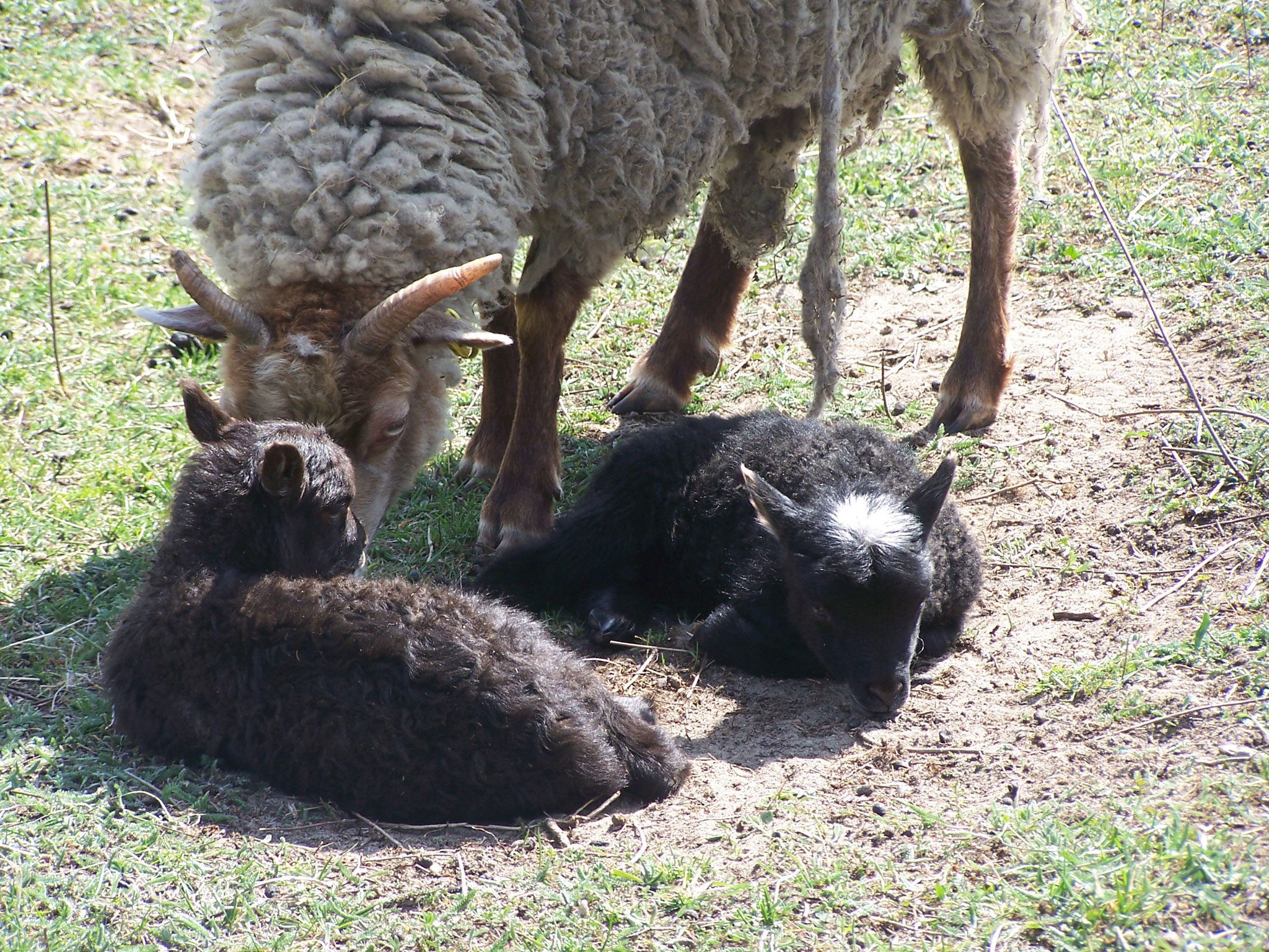 Carlson (vom Fuchs geholt) und Calle