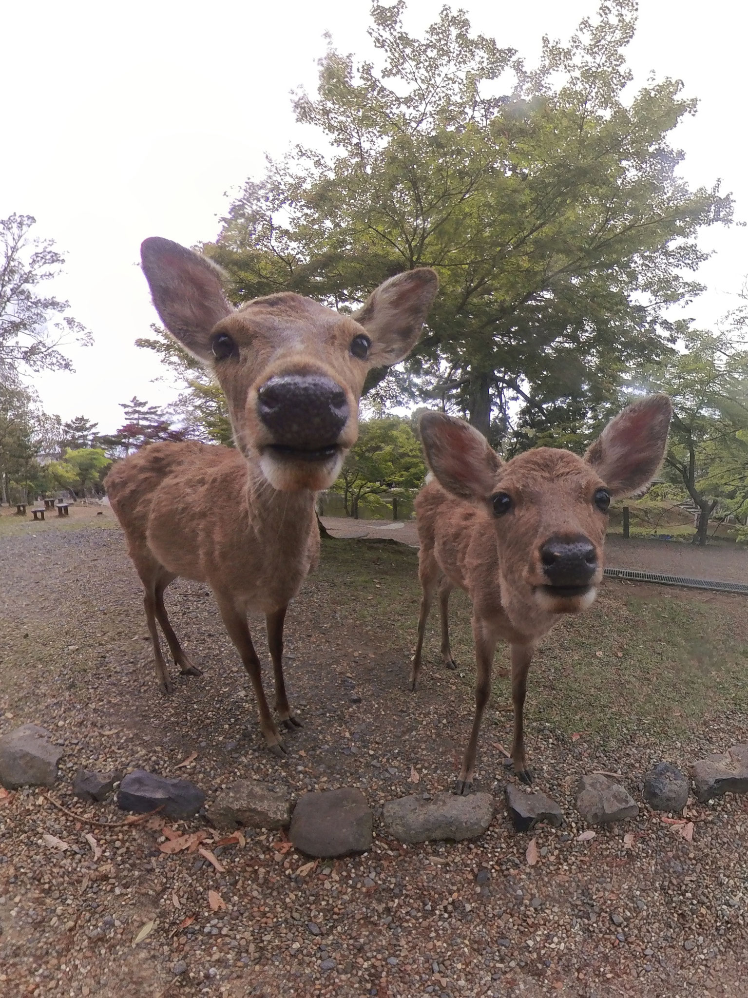 📍Nara