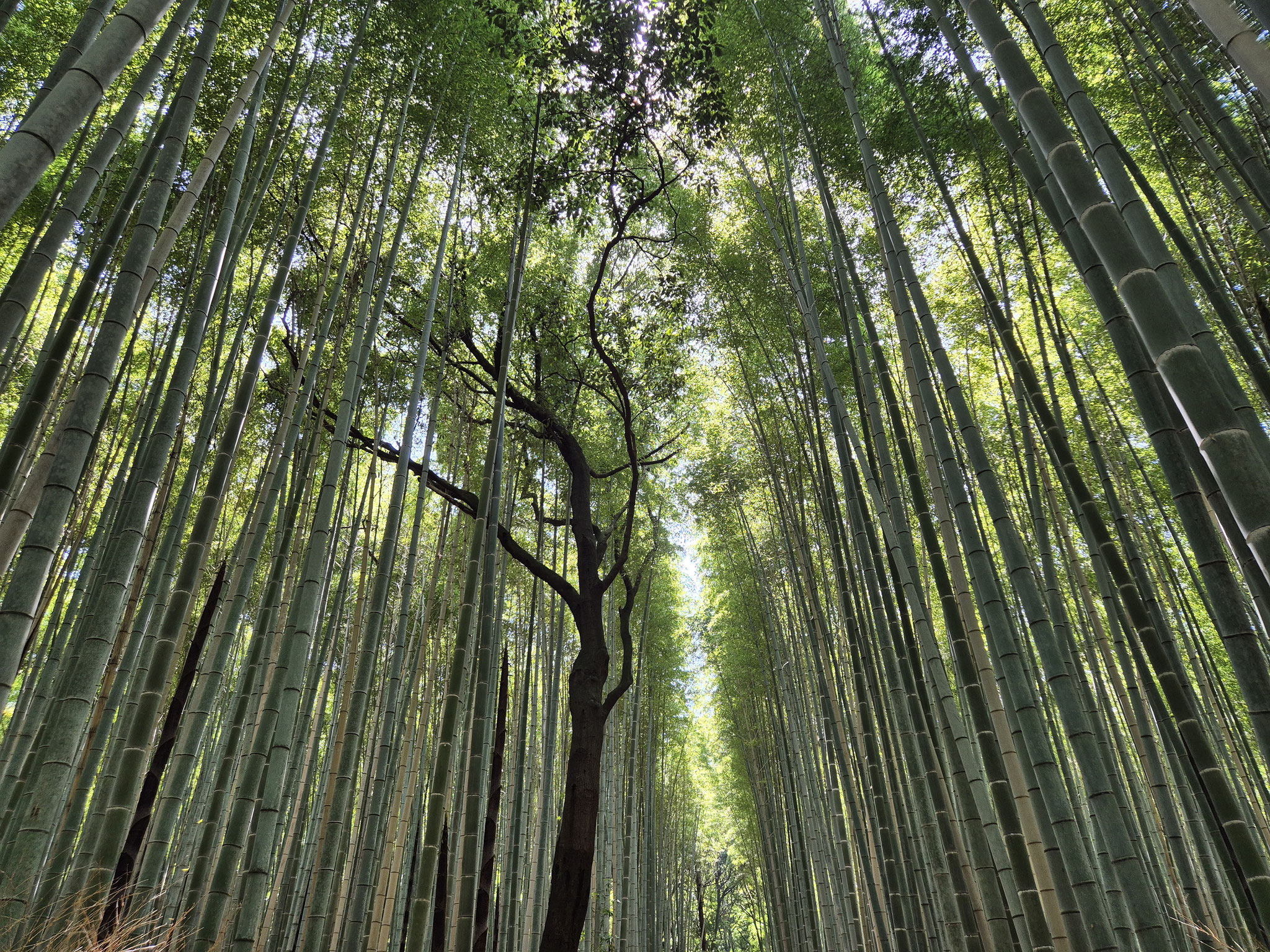 📍Arashiyama Bamboo Forest