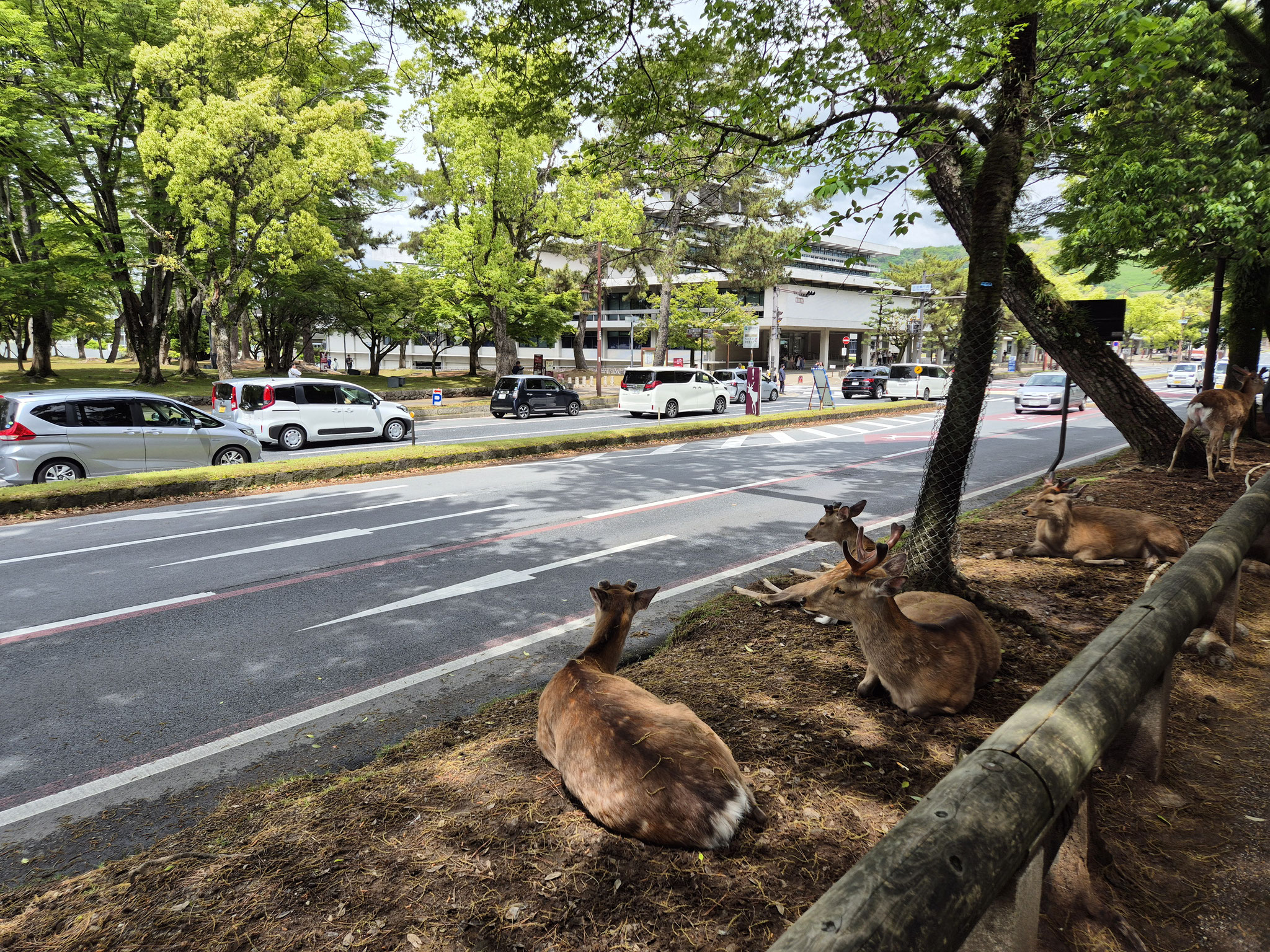 📍Nara