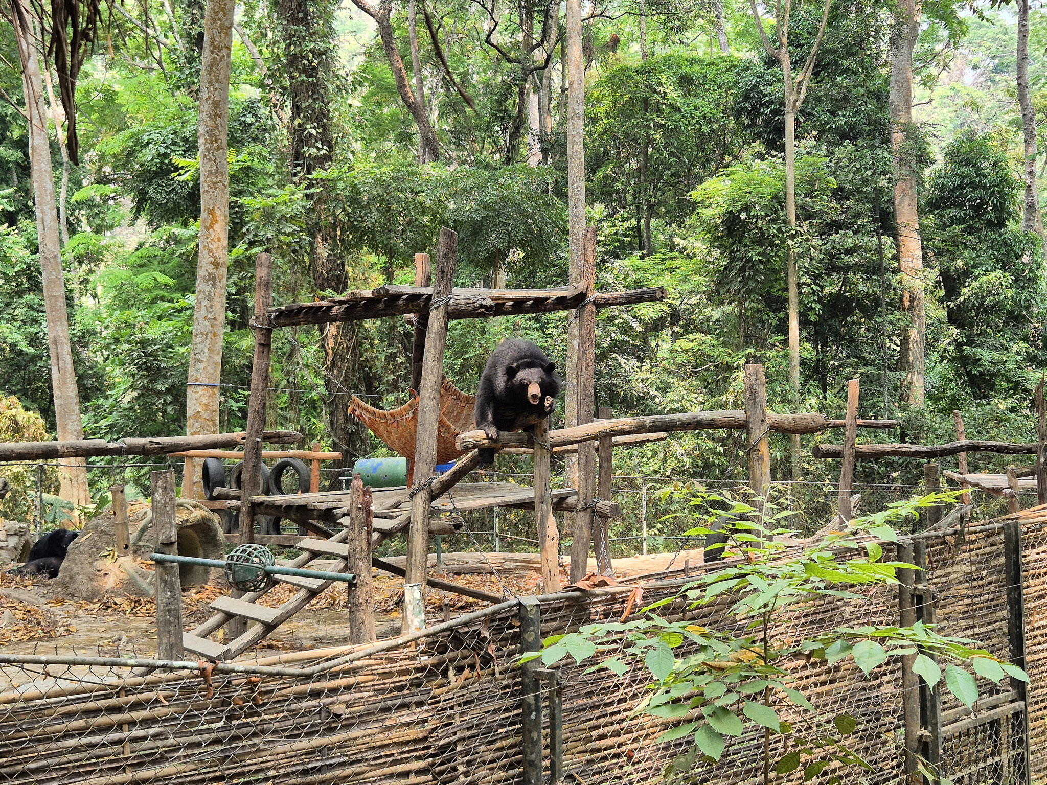 📍 Bear Rescue Centre