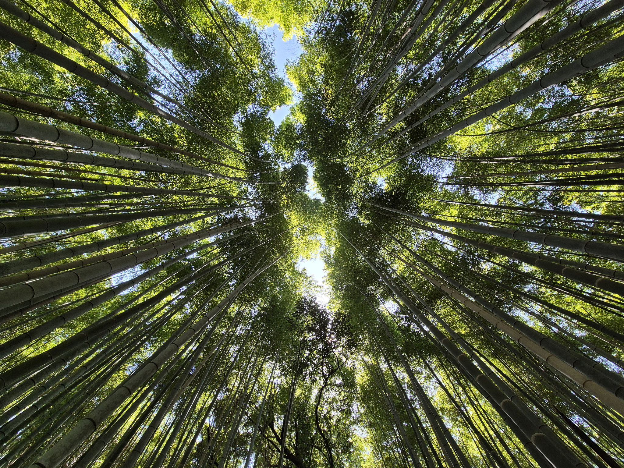 📍Arashiyama Bamboo Forest