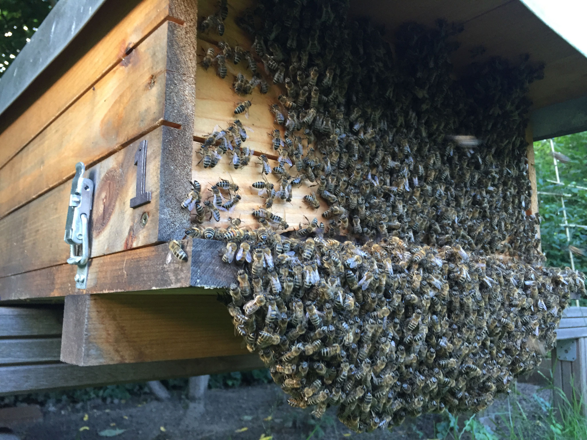 Wenn es warm wird hängen die Bienen gerne auch draußen ab
