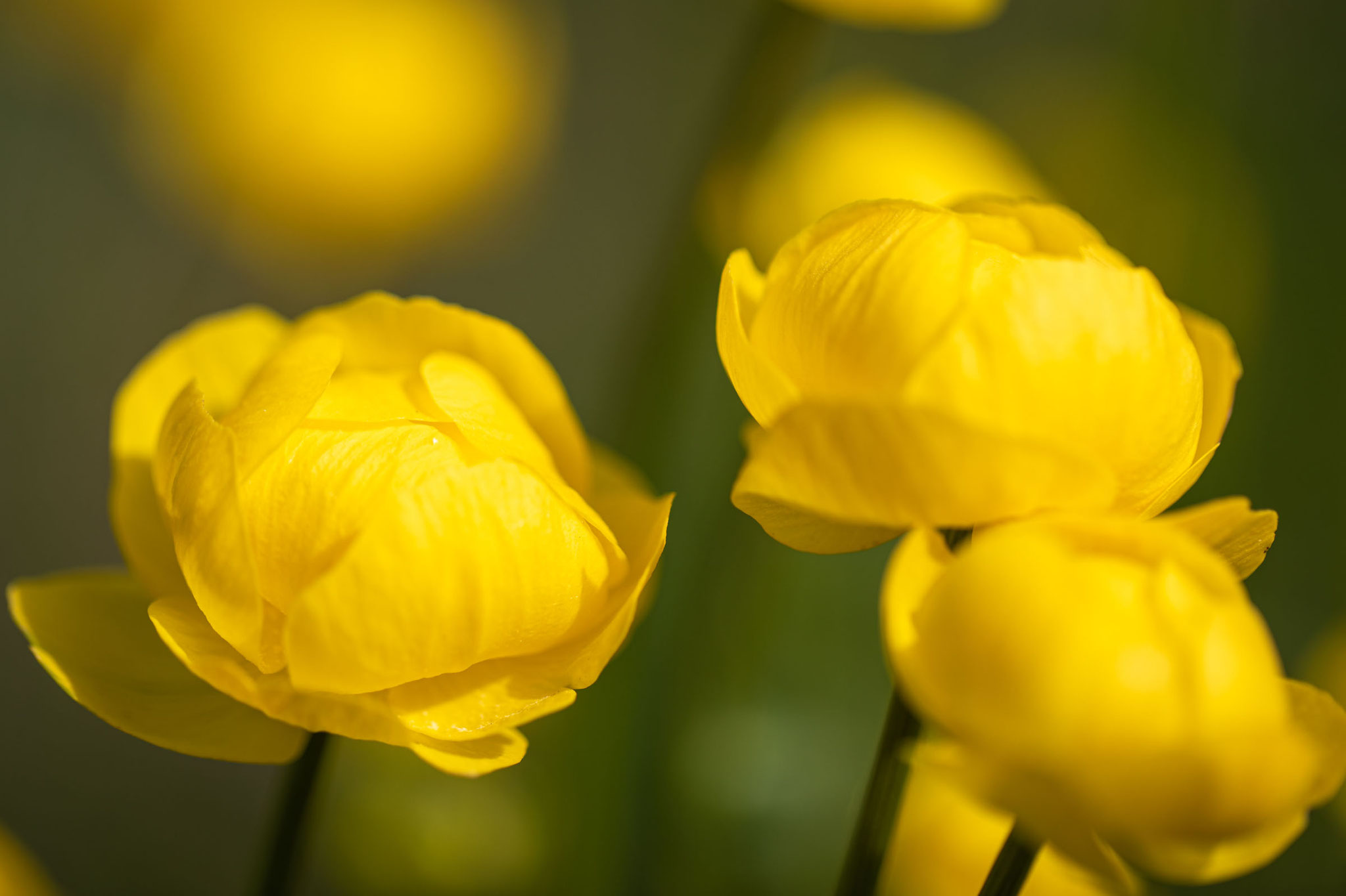 NABUHecke gildemannfotografie.de