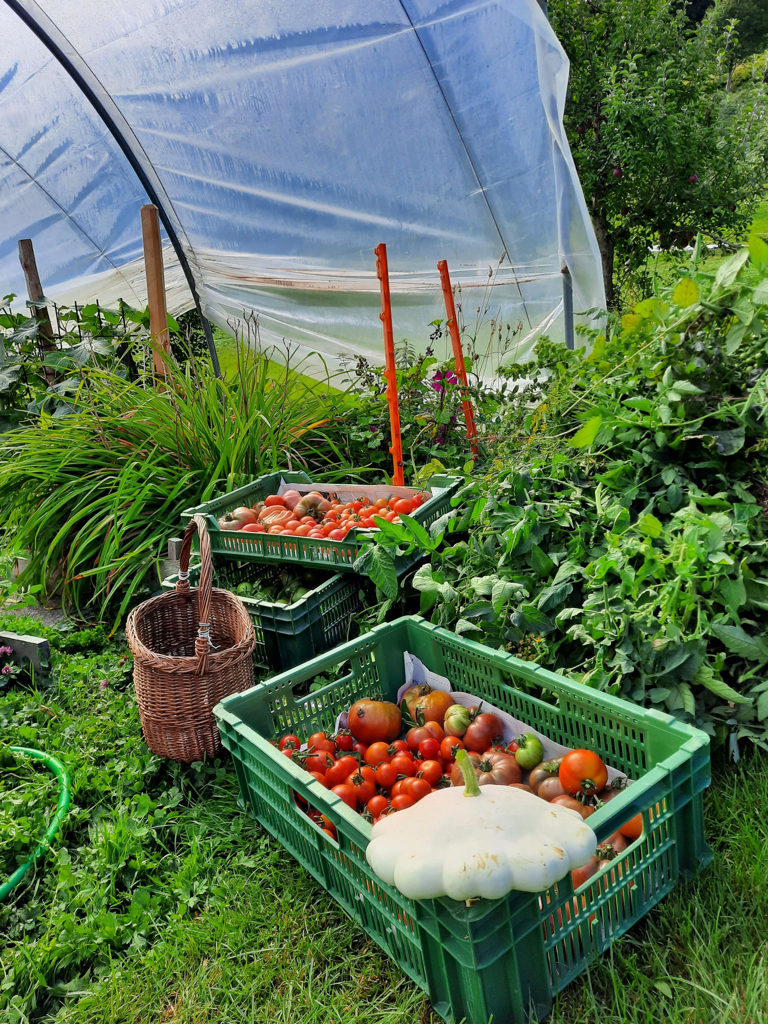 Unser Garten mit vielen verschiedenen Tomatensorten