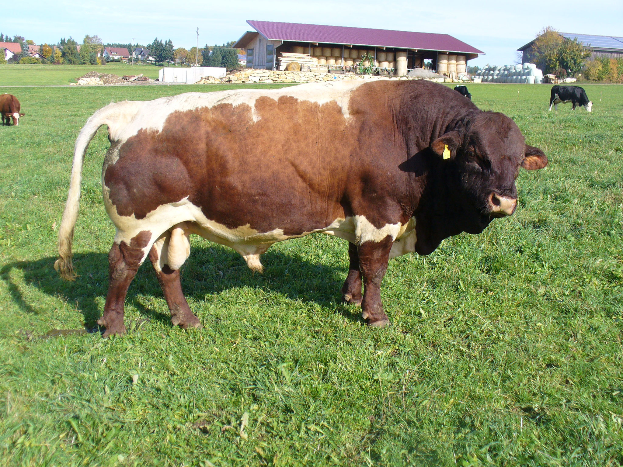 Zuchtbullen - Pinzgauerzucht-Leibold