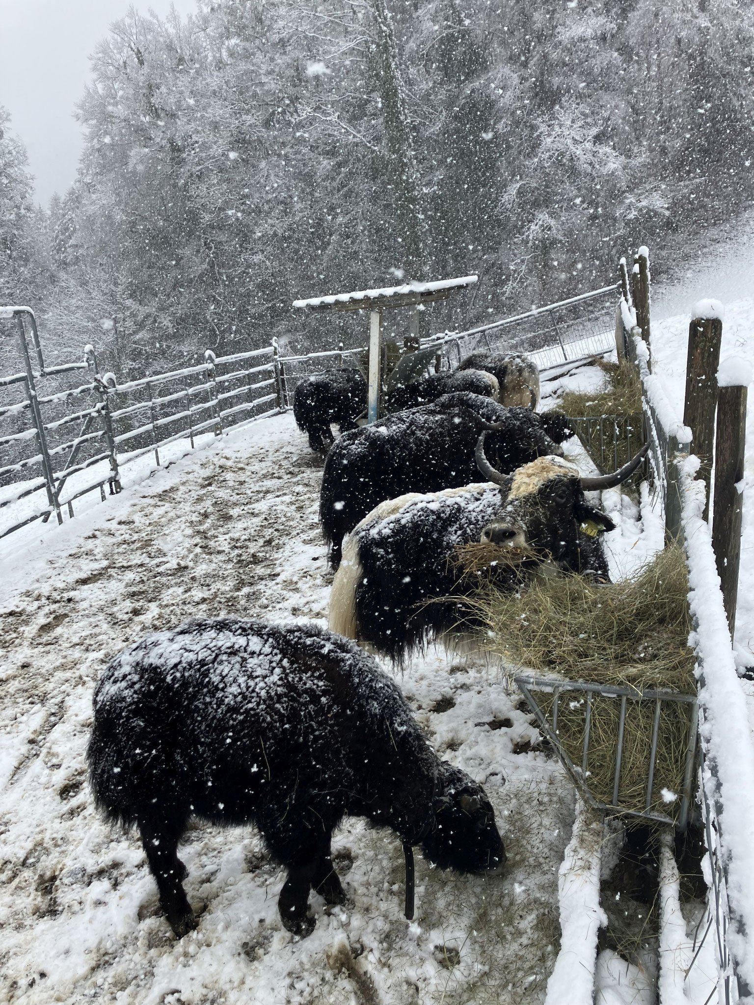 Wertvolles Futter für den Winter