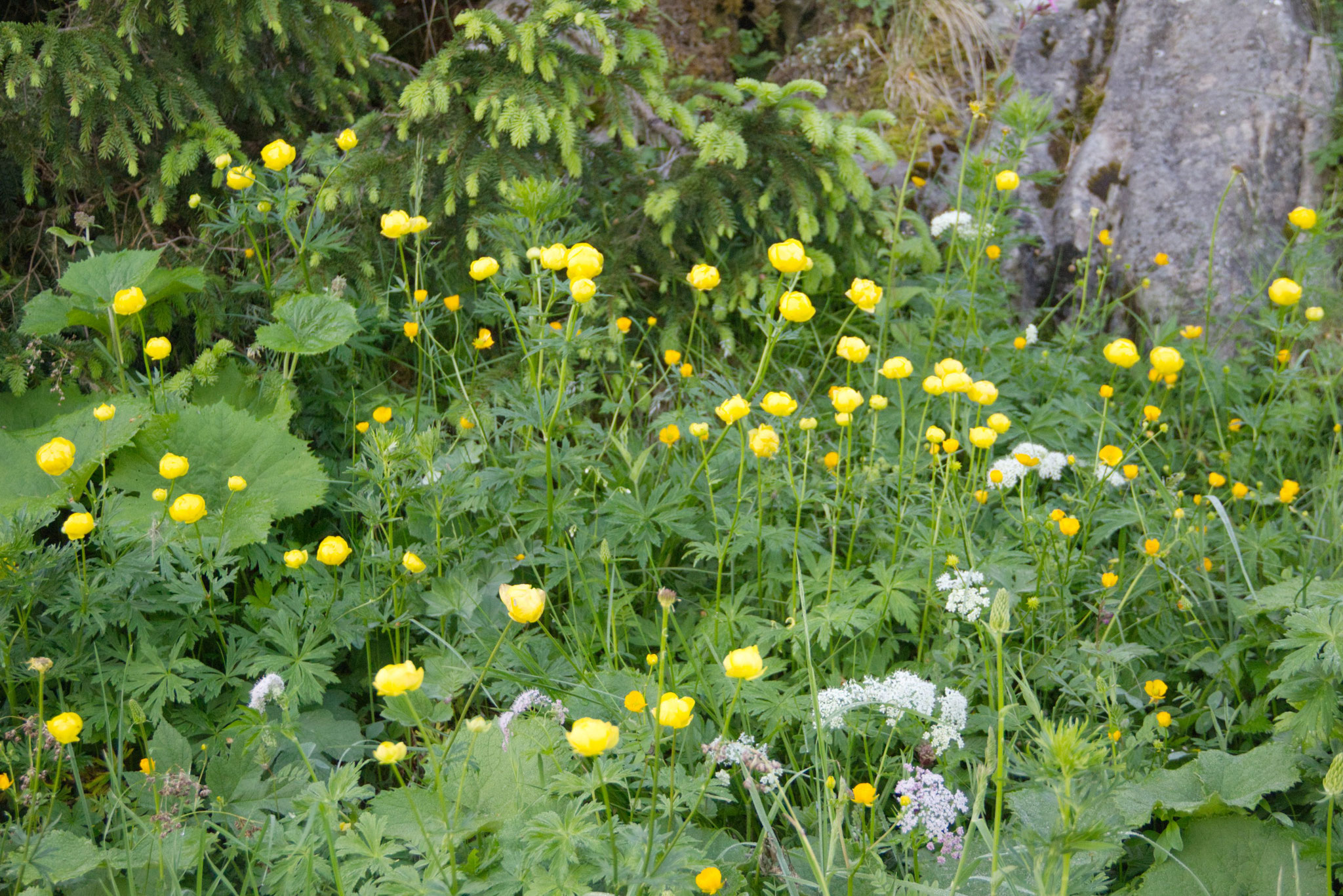 Trollblume