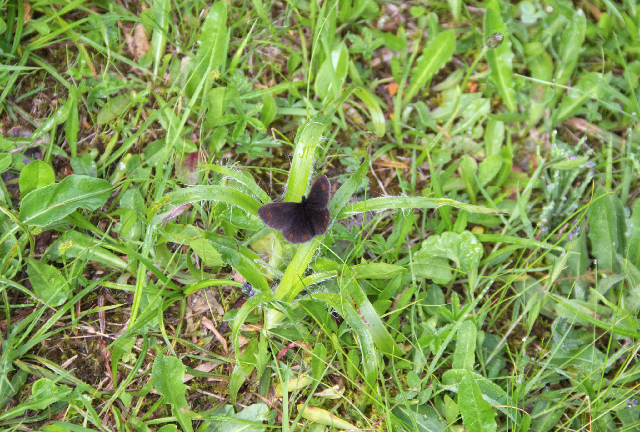 Mohrenfalter