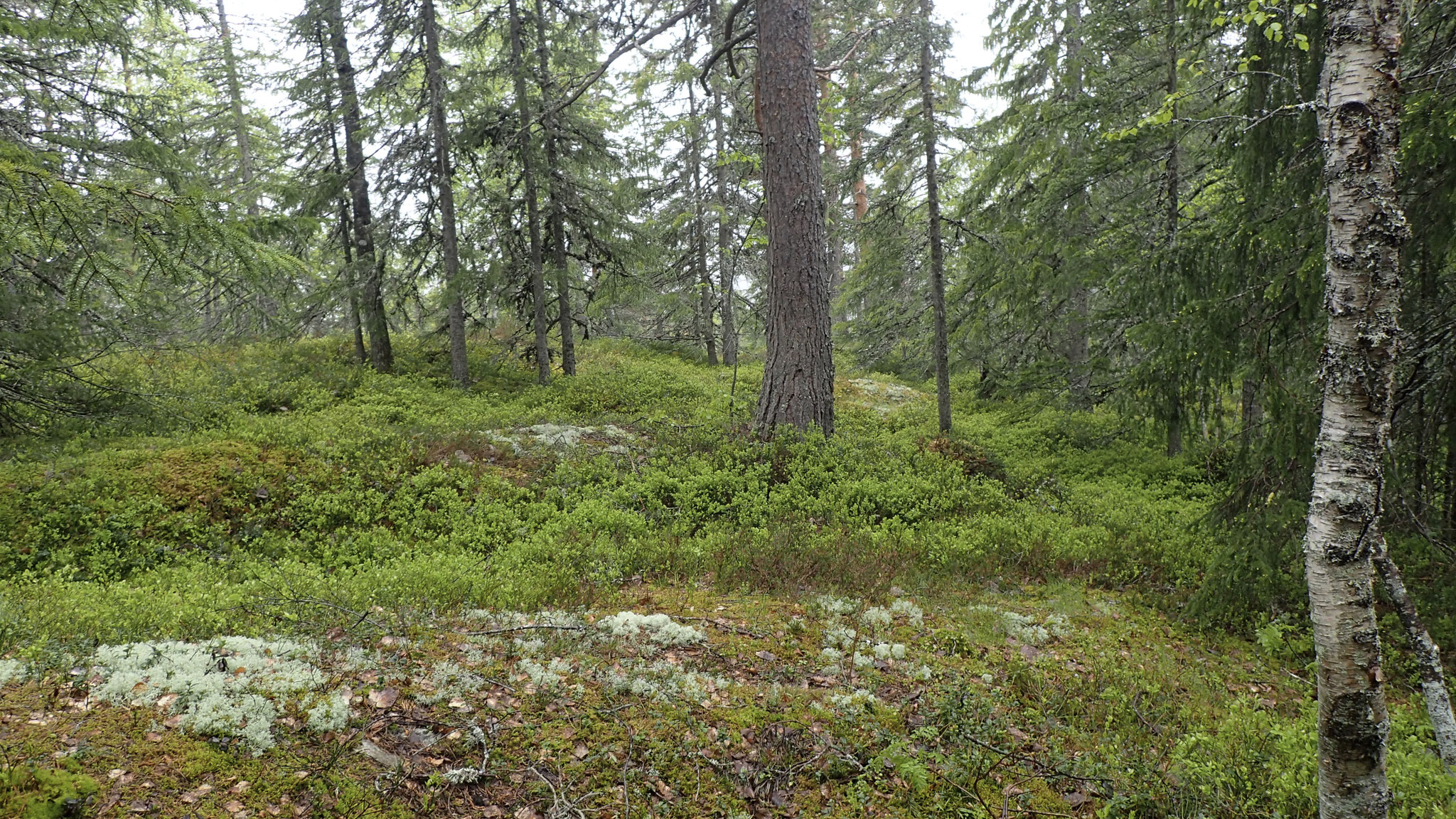 skogen full av blåbær