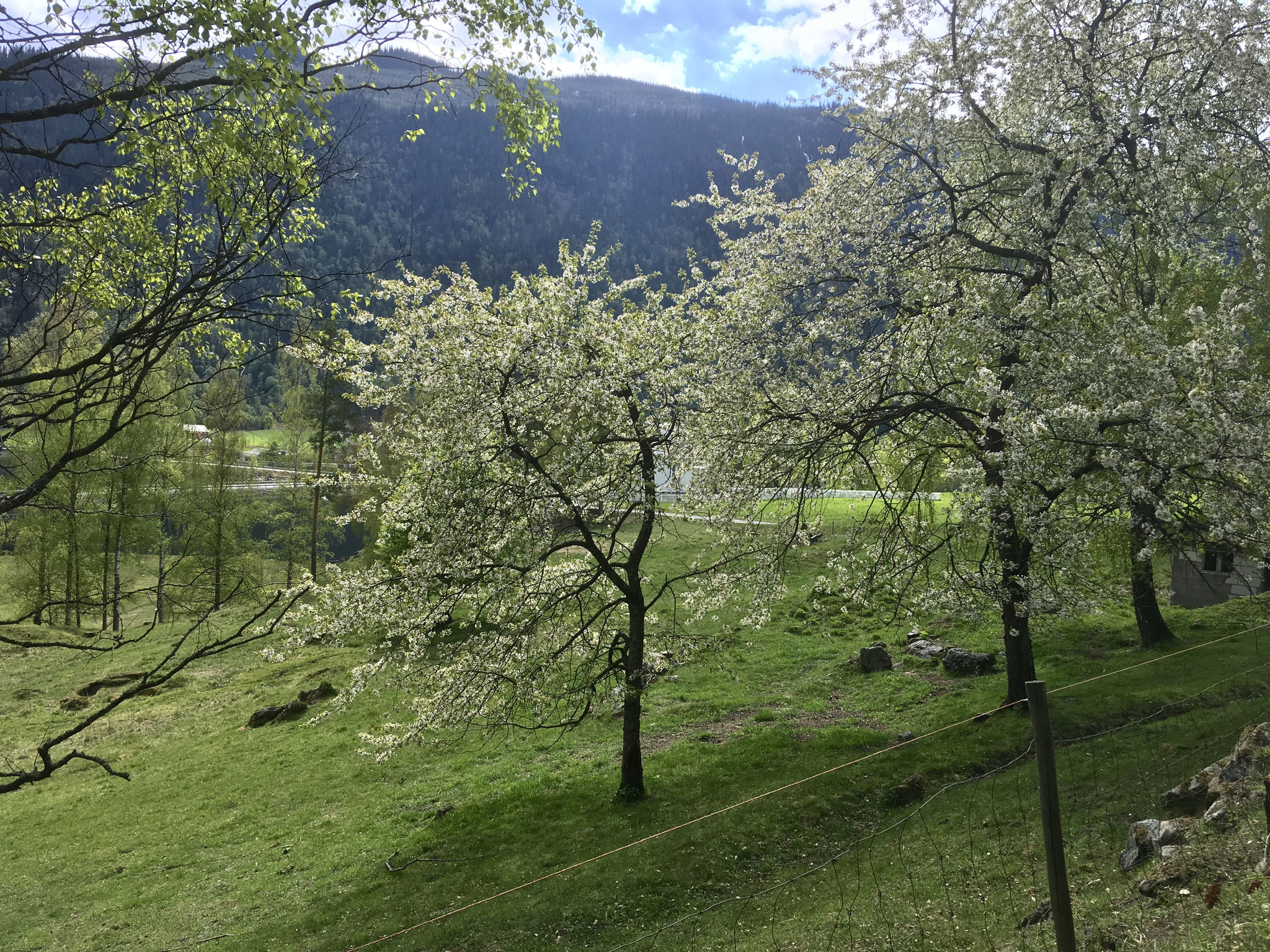 Mæl Kirche versteckt hinter brühenden Bäumen