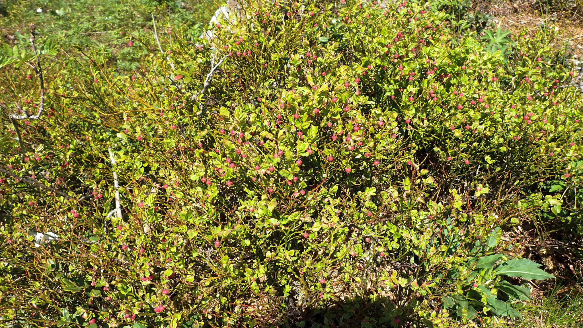 Blaubeeren am Wegrand