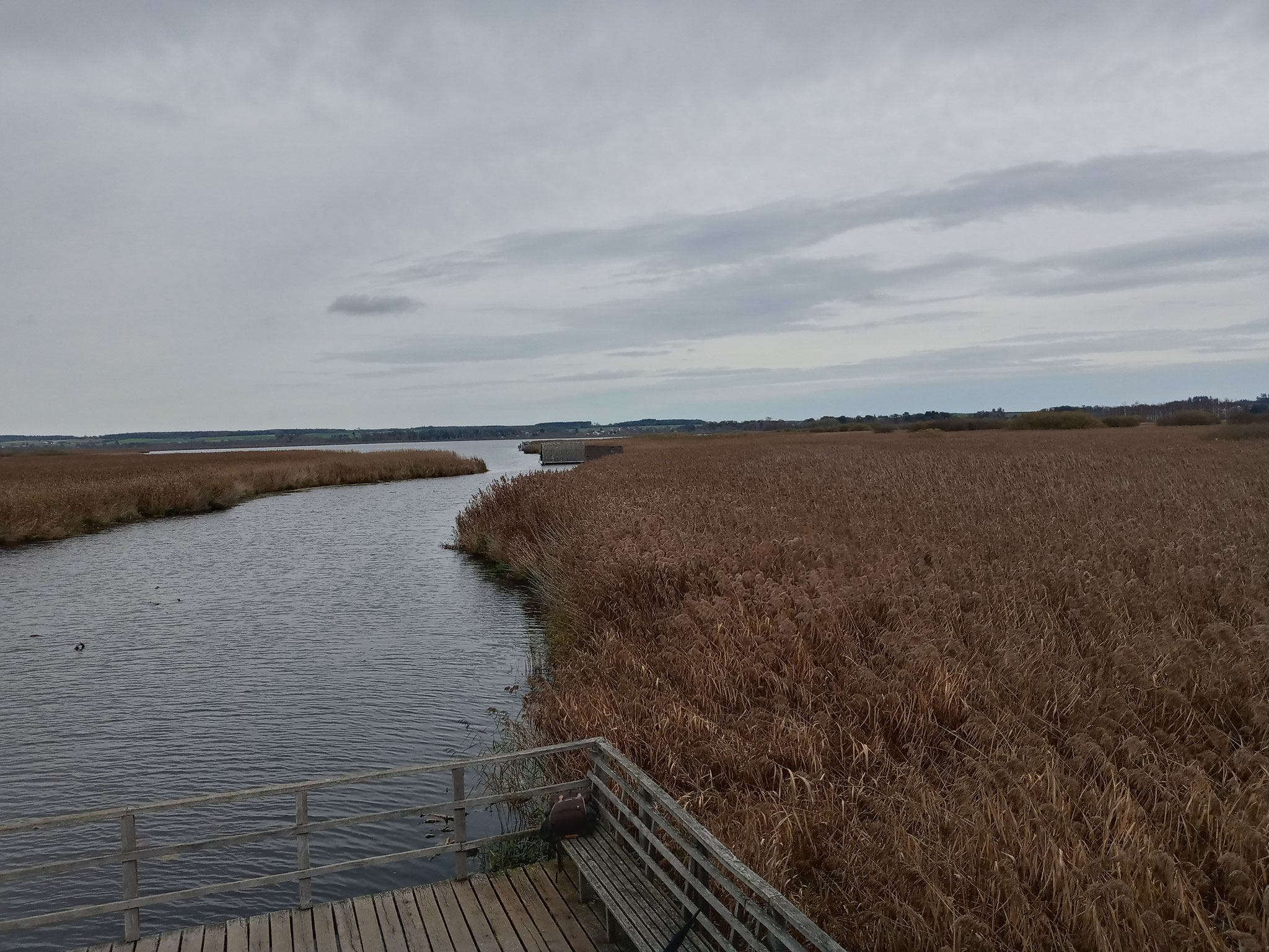 Nature conservation Federsee 