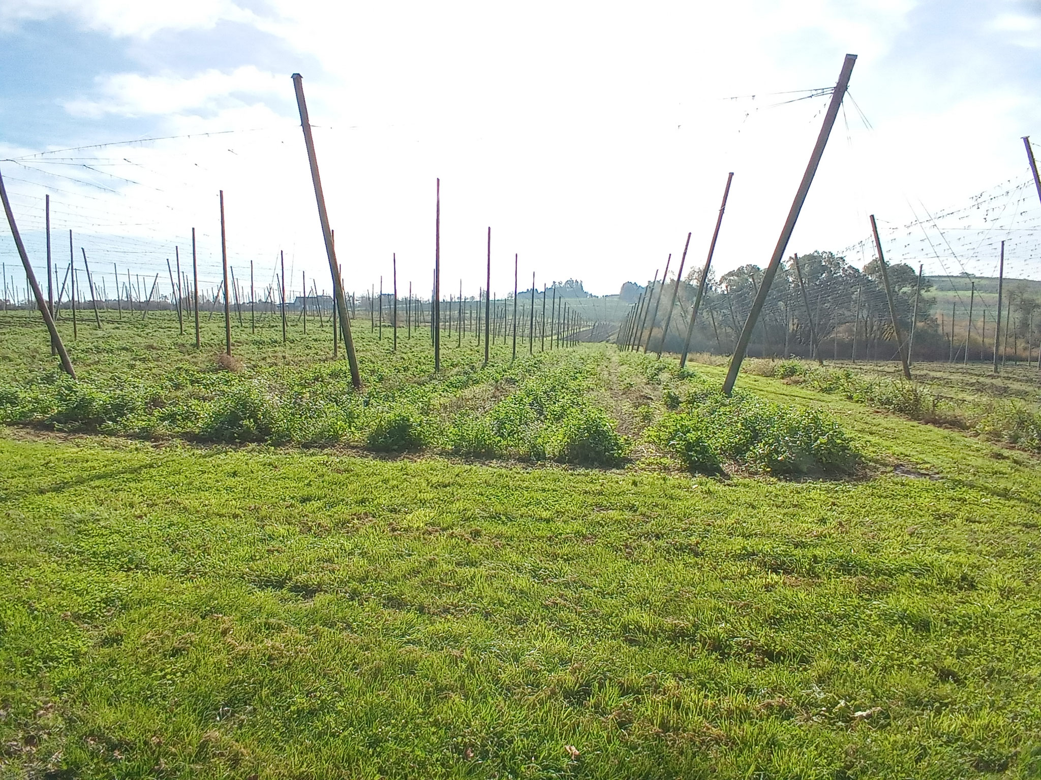 Hop cultivation 