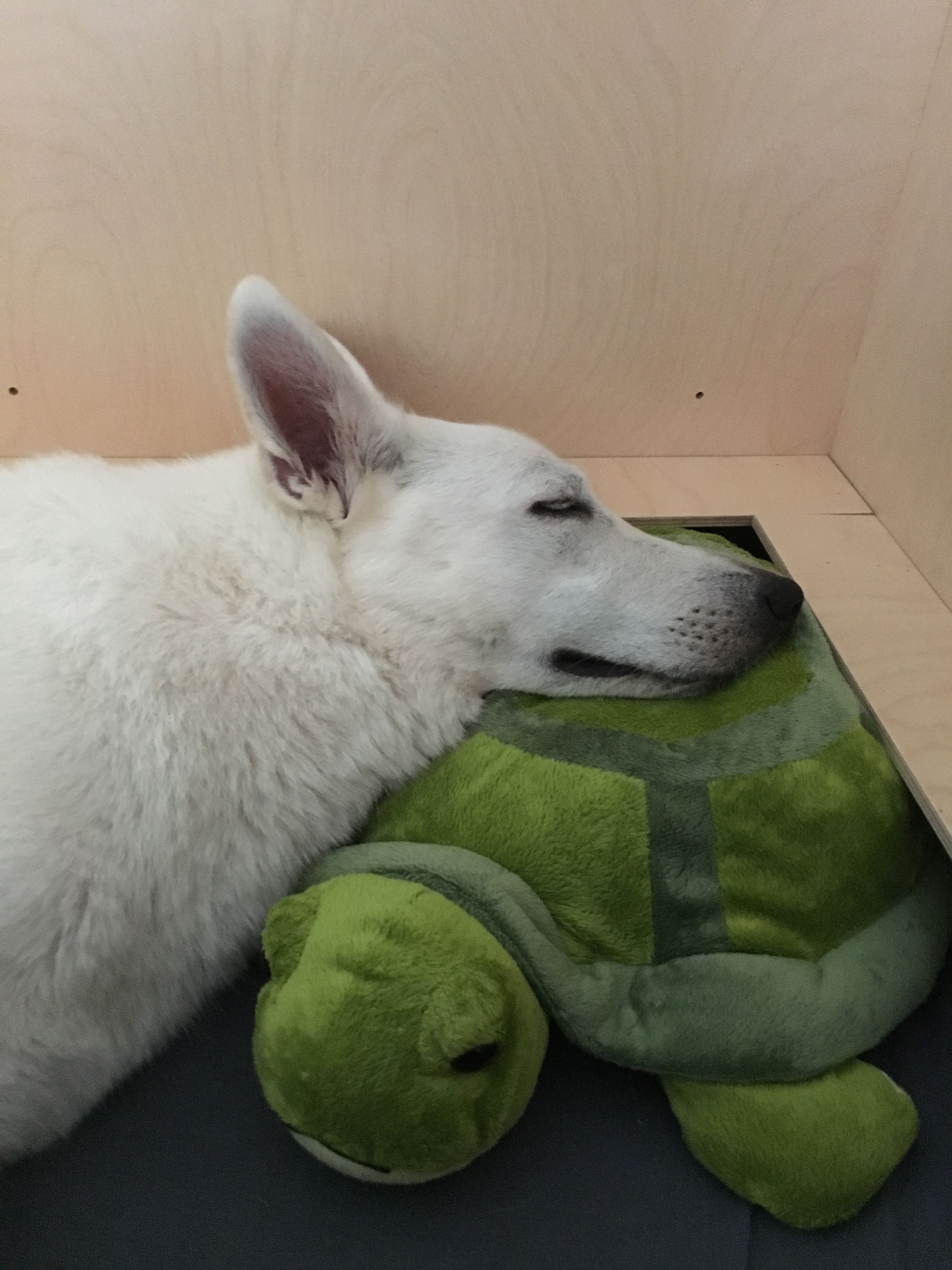 Milka ruht auf der Schildkröte