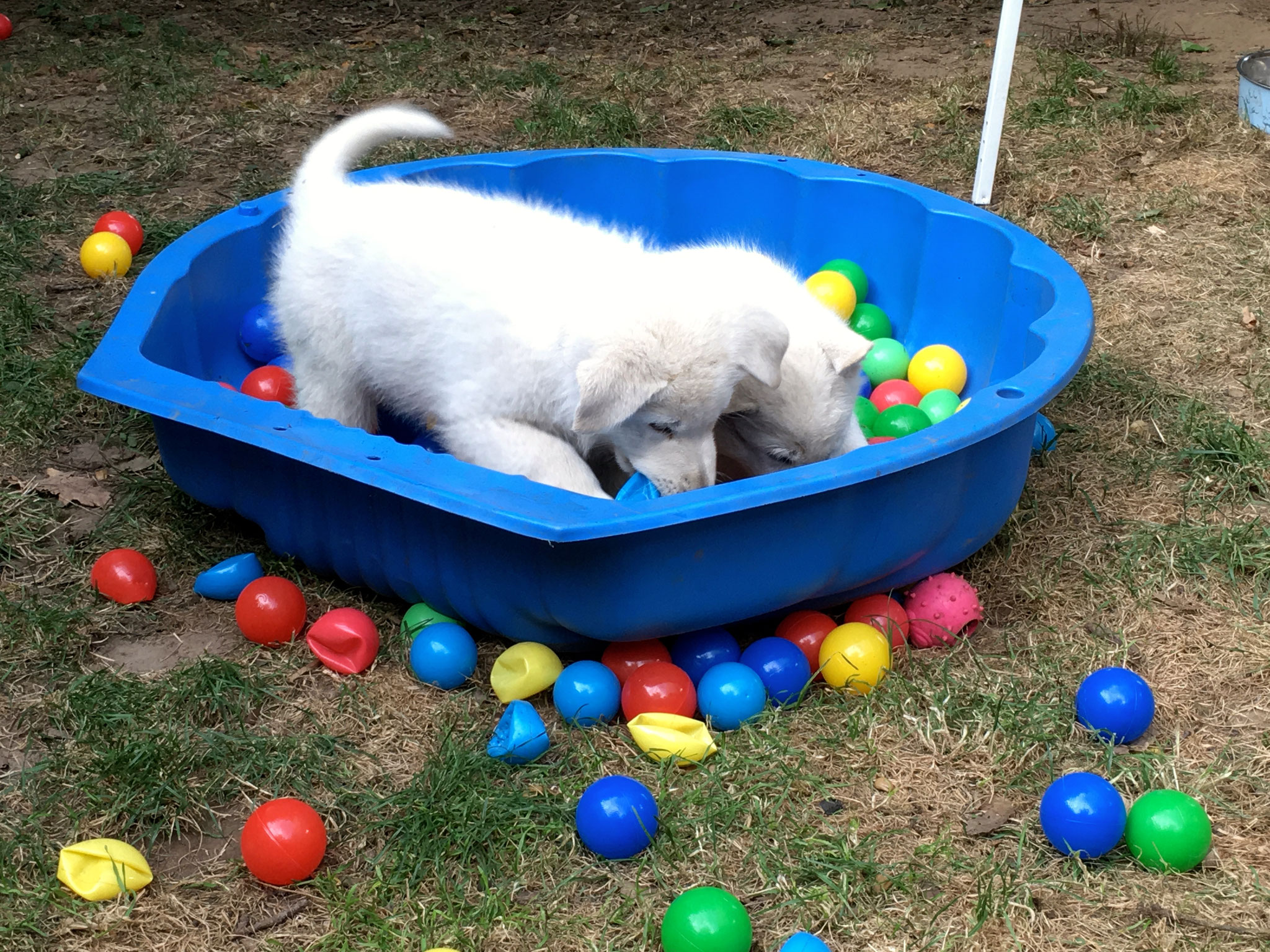 Slush hat den Ball...