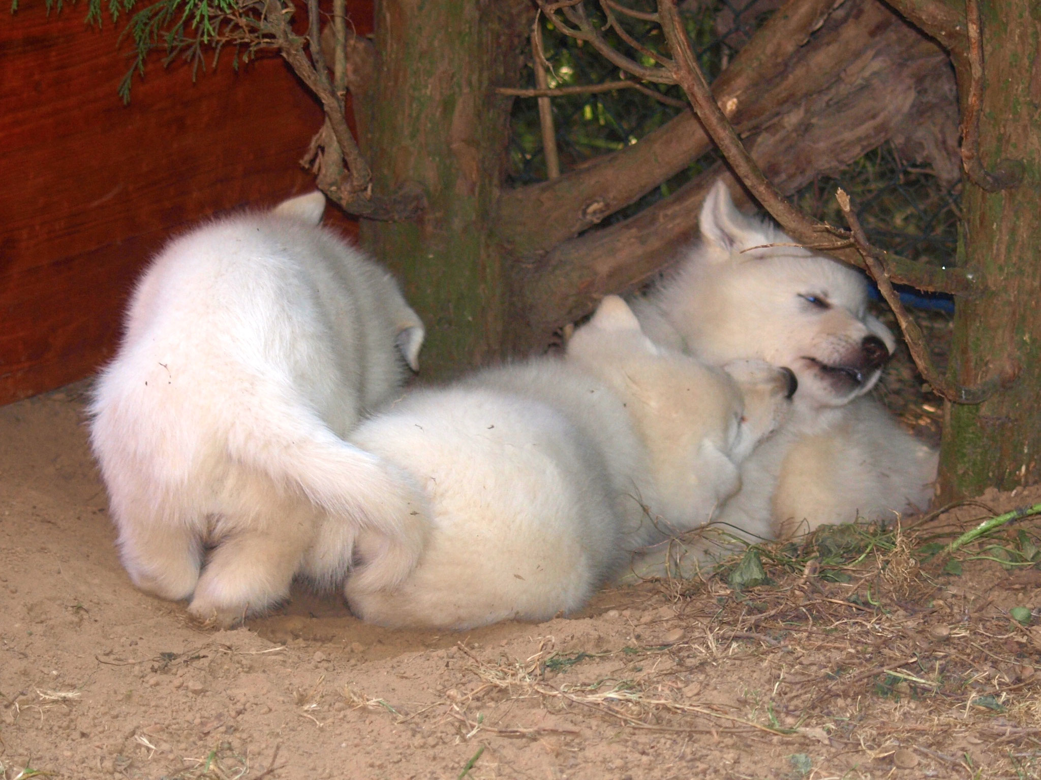 unter der Hecke kann man buddeln und toben