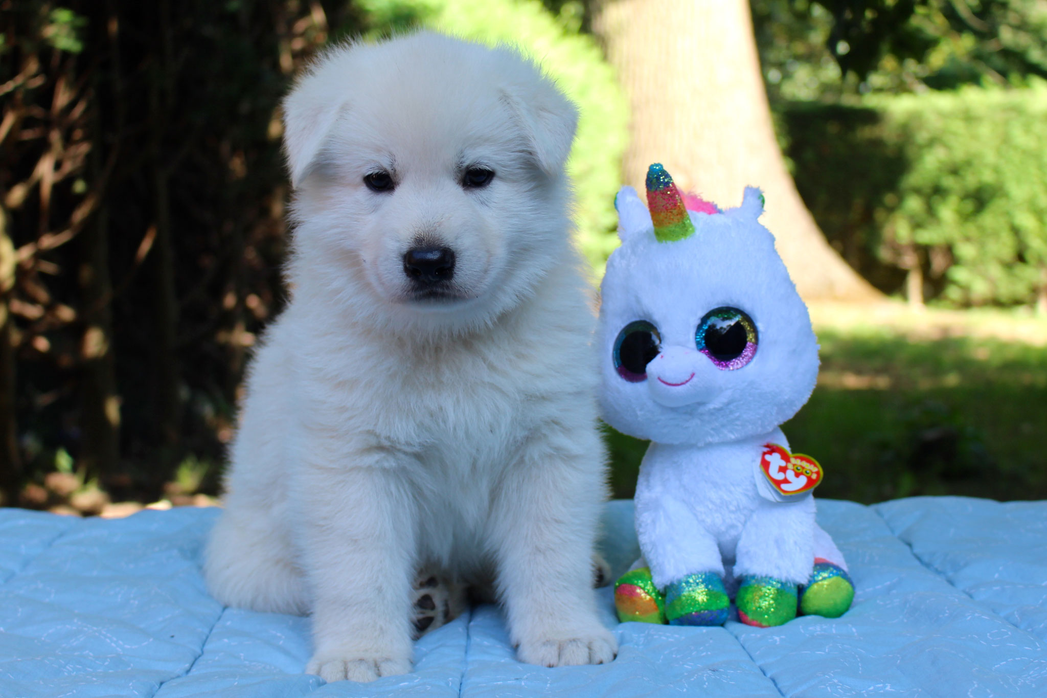 Pixy