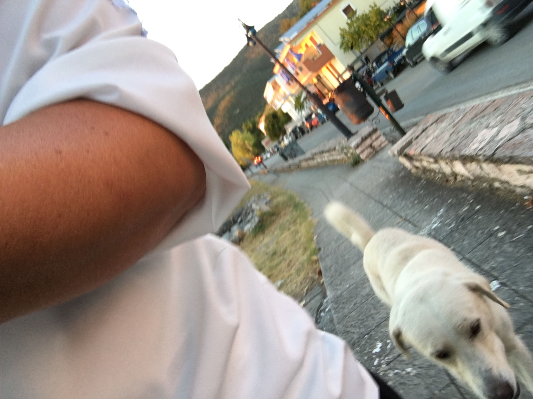 auch wenn die eigenen Hunde zuhause sind, habe ich weiße Begleitung
