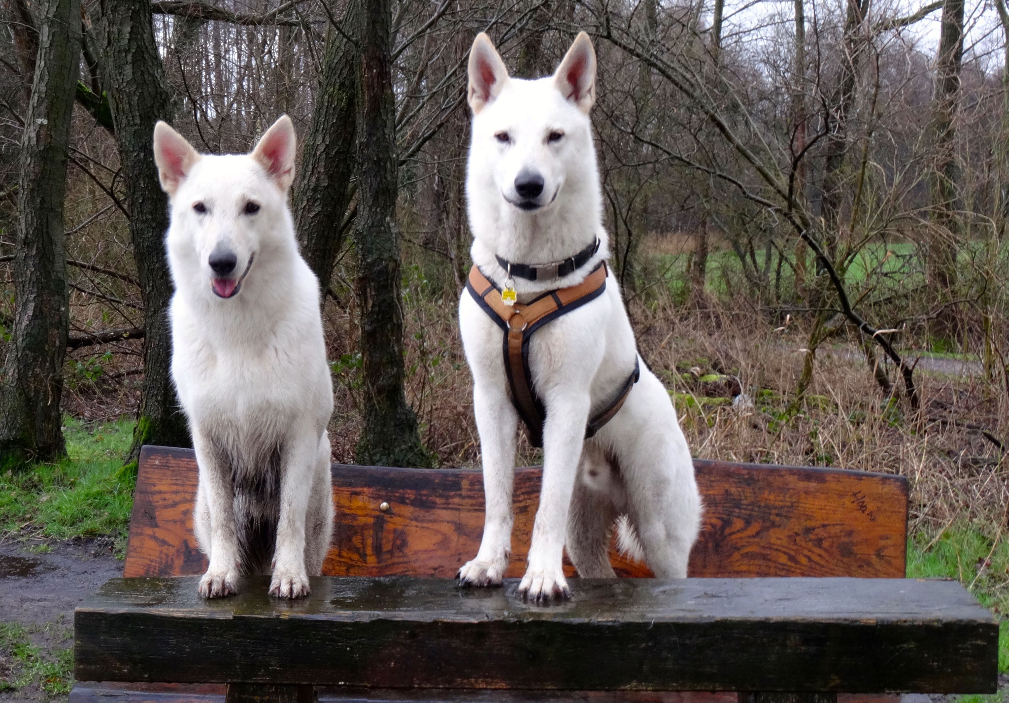 Milka & Buddy
