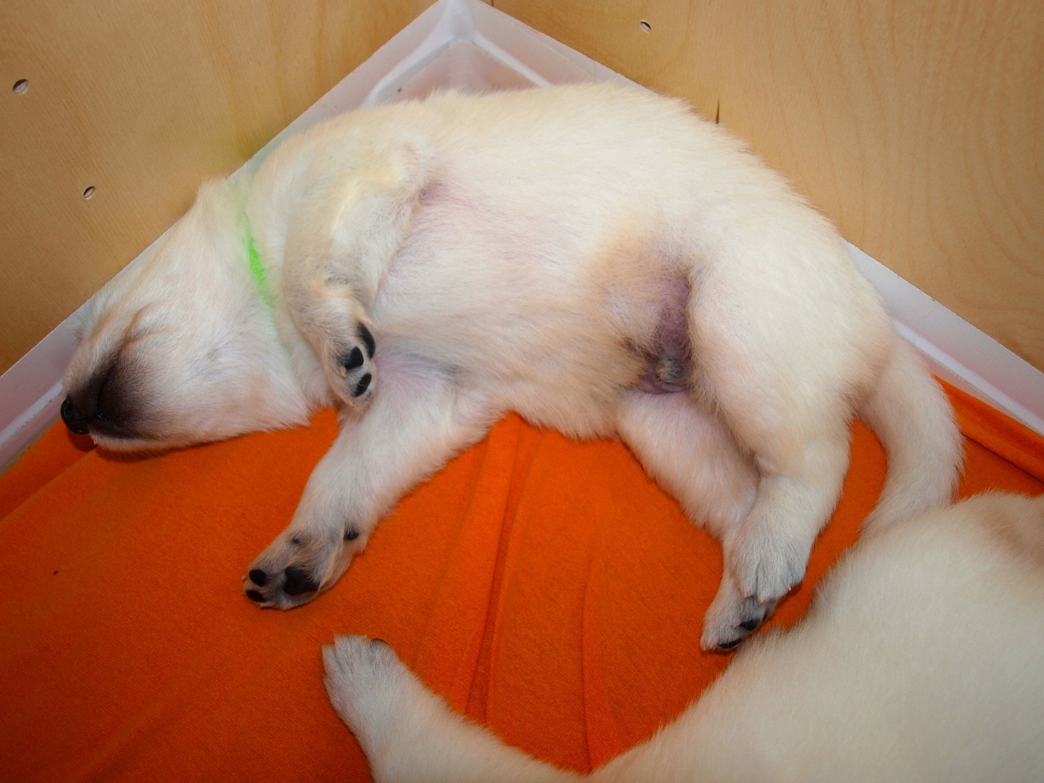 Cinder in seiner LieblingsSchlafposition