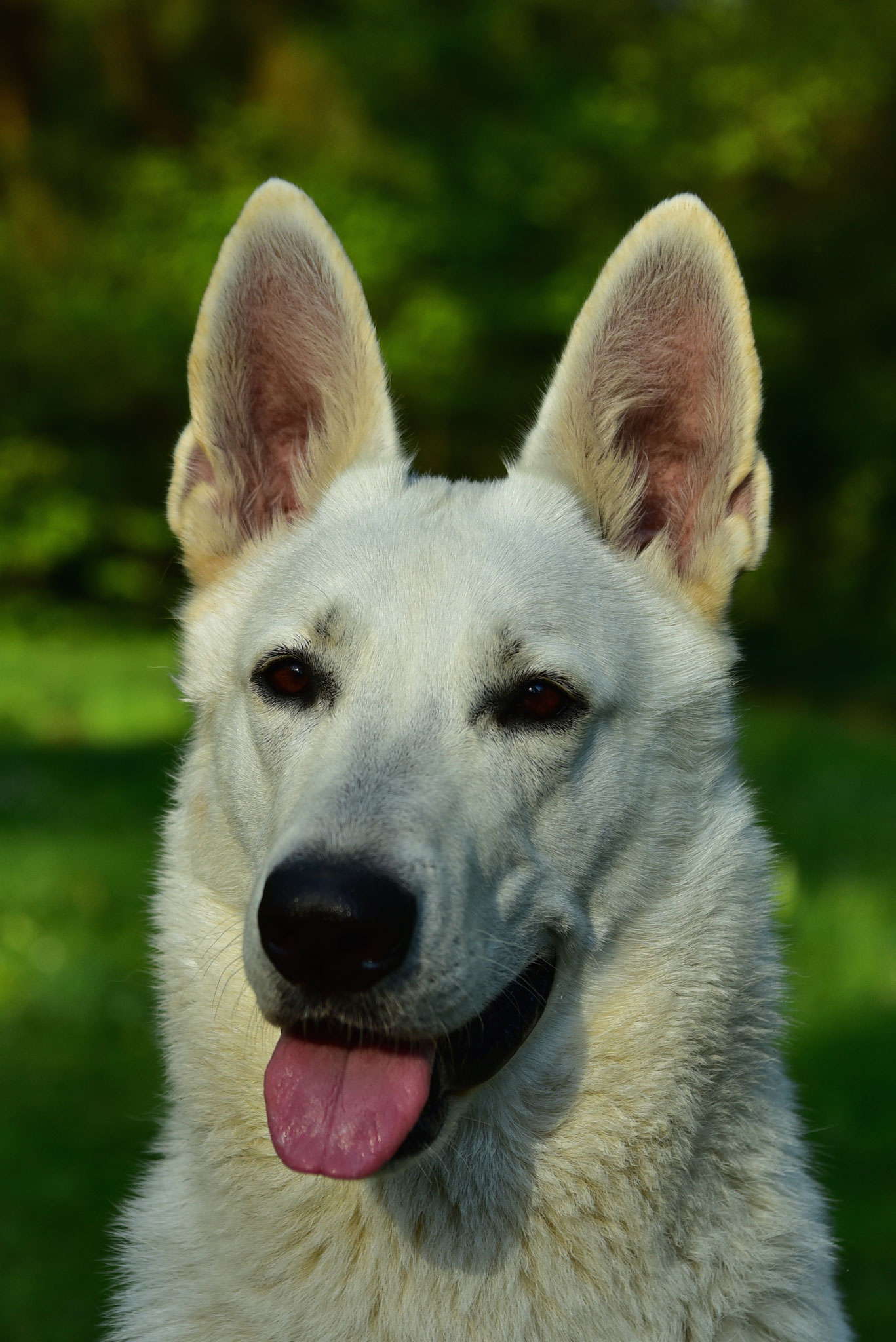 Akira