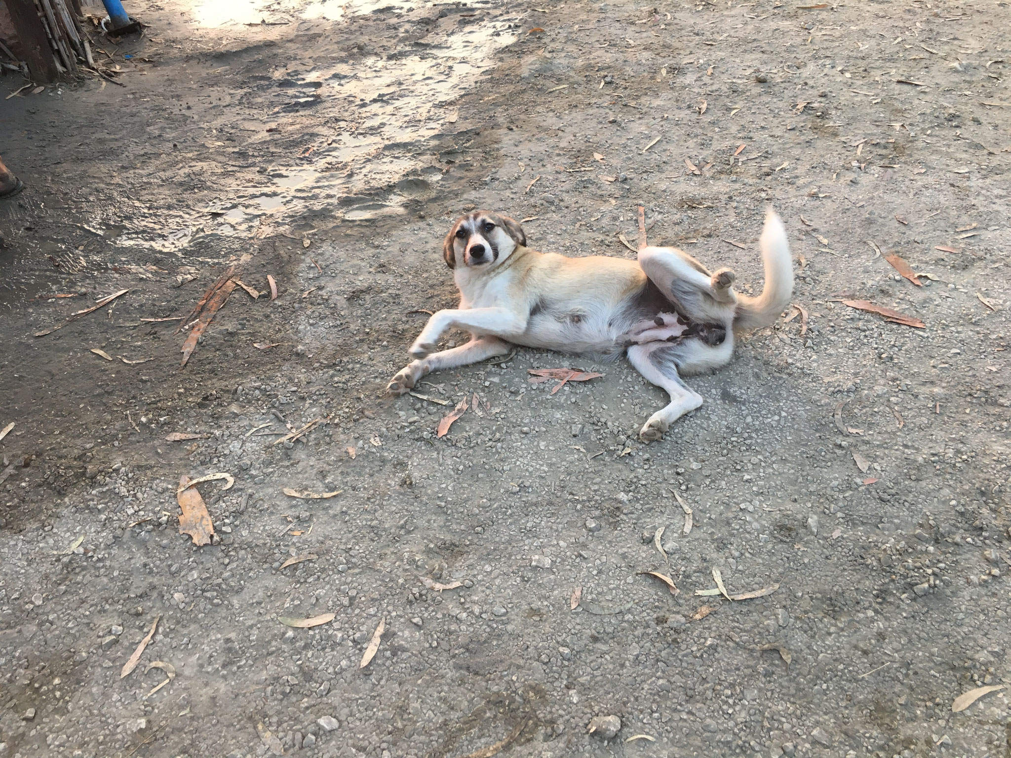 Straßenhund