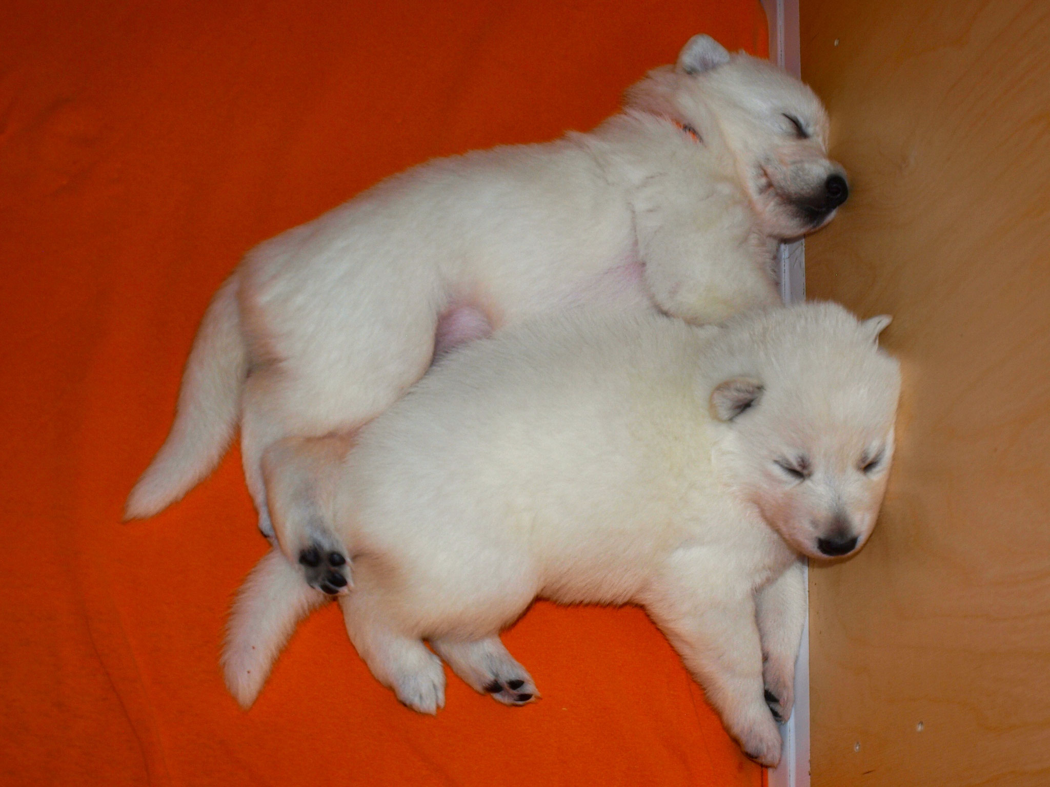 Gute Nacht von Leona und Icey