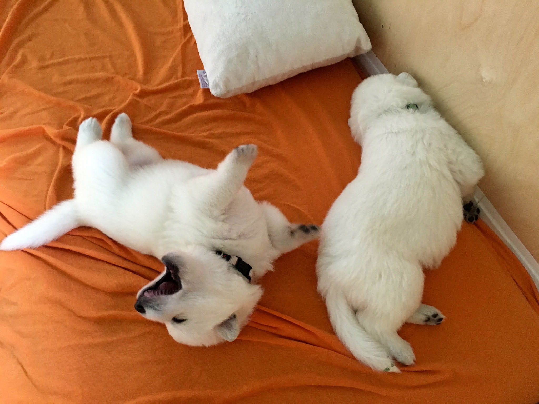 lustig