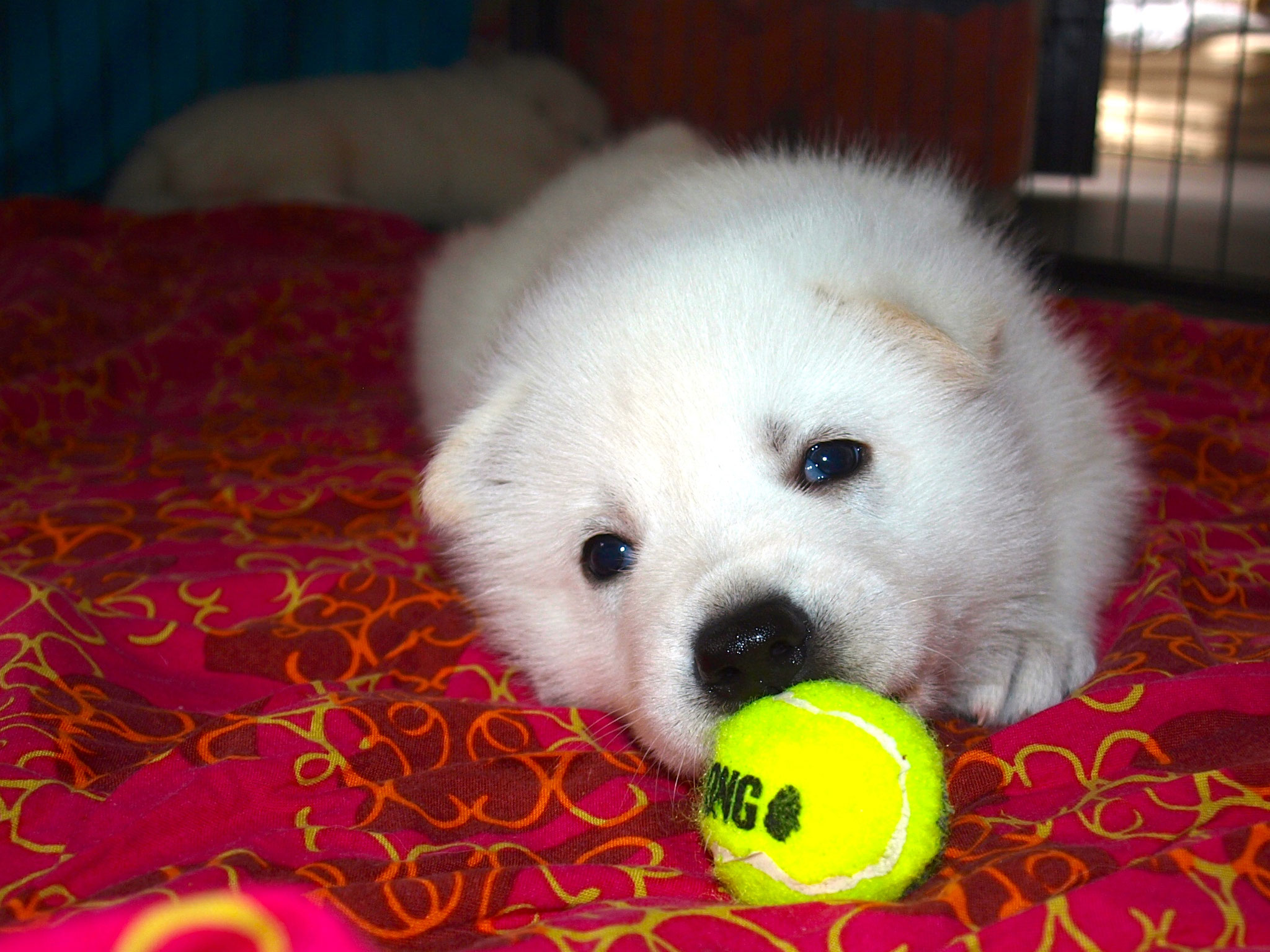 Slick und der Ball