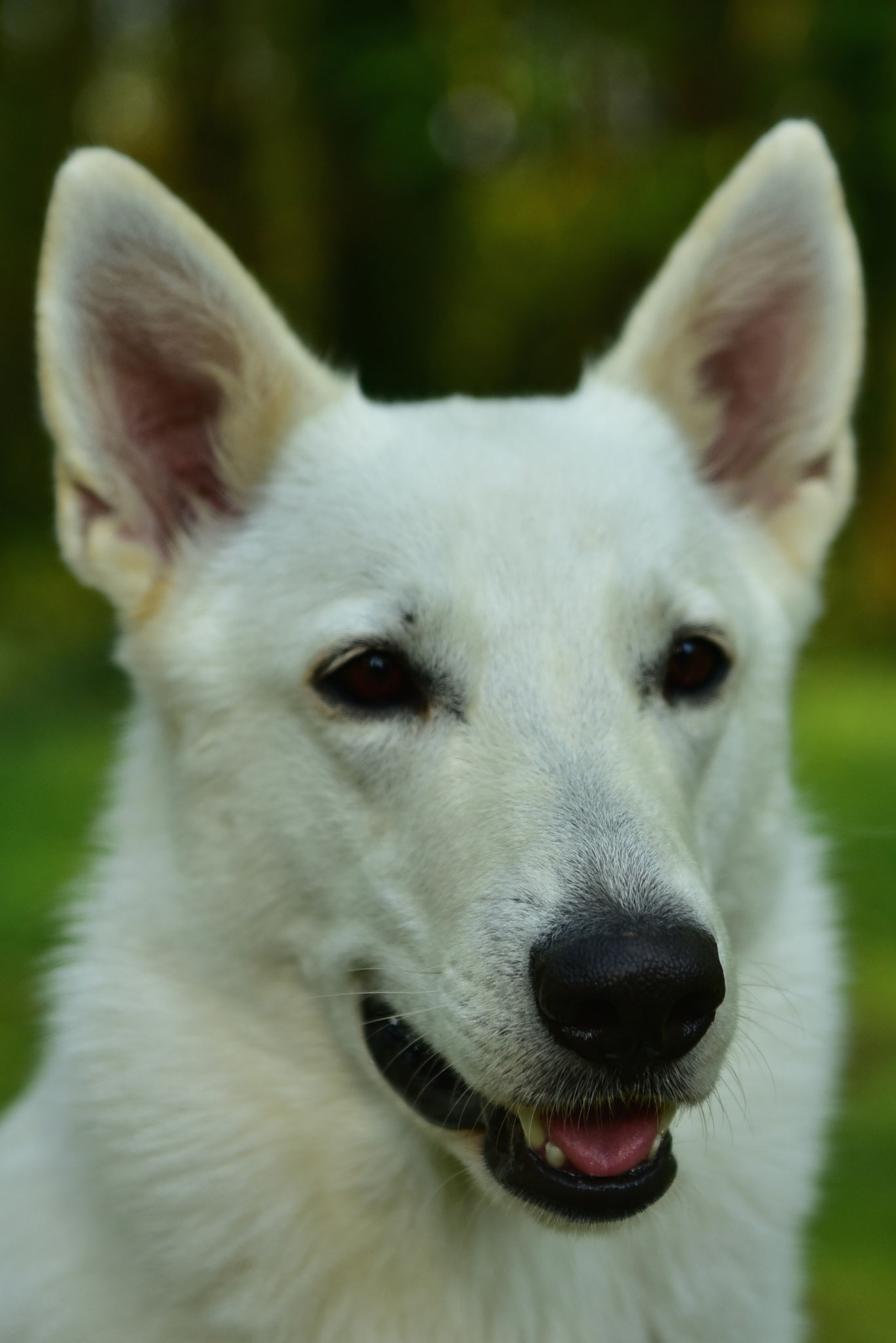Milka