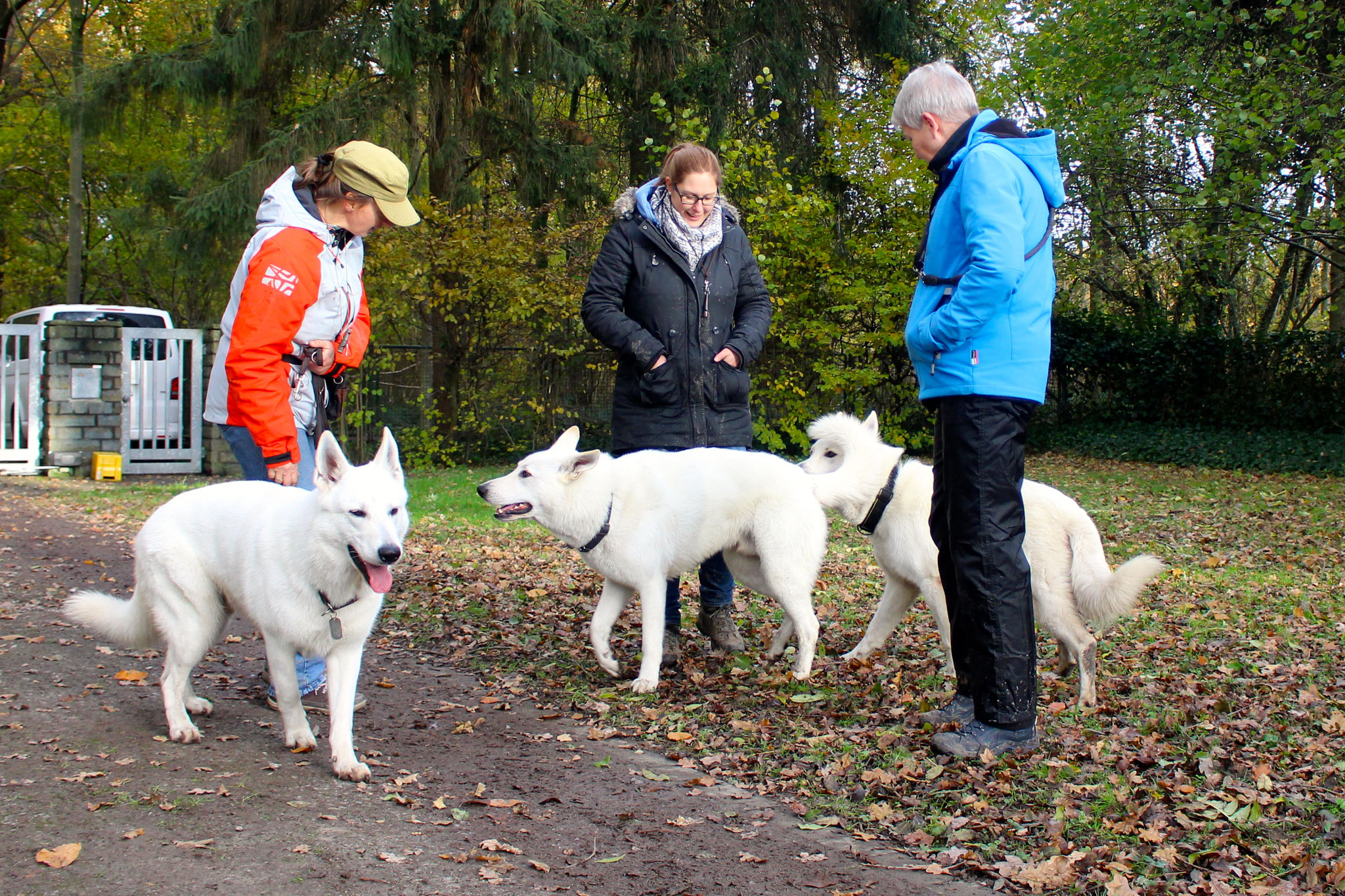 Dexter, Buddy und Flaco