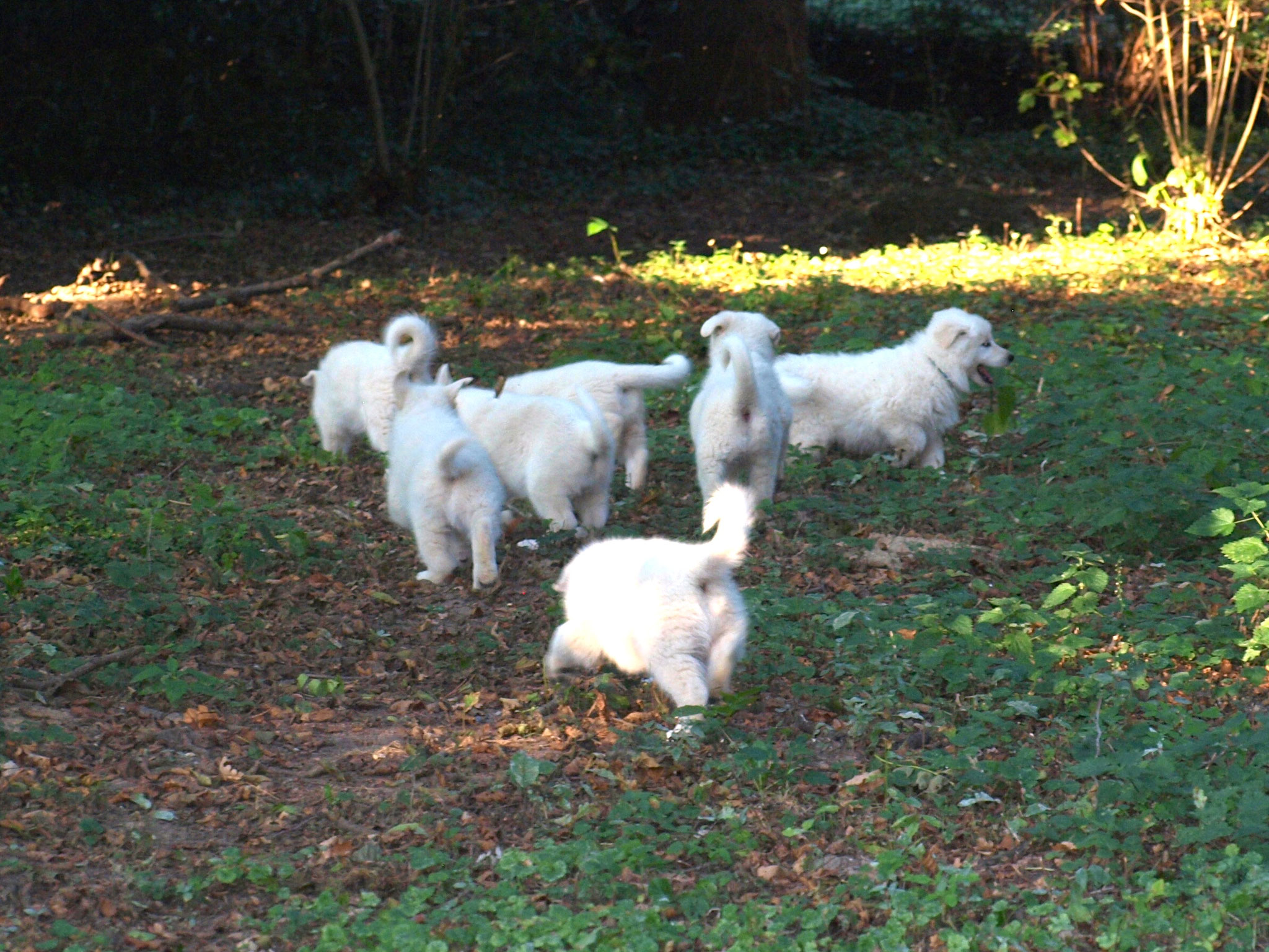 ab in den Wald