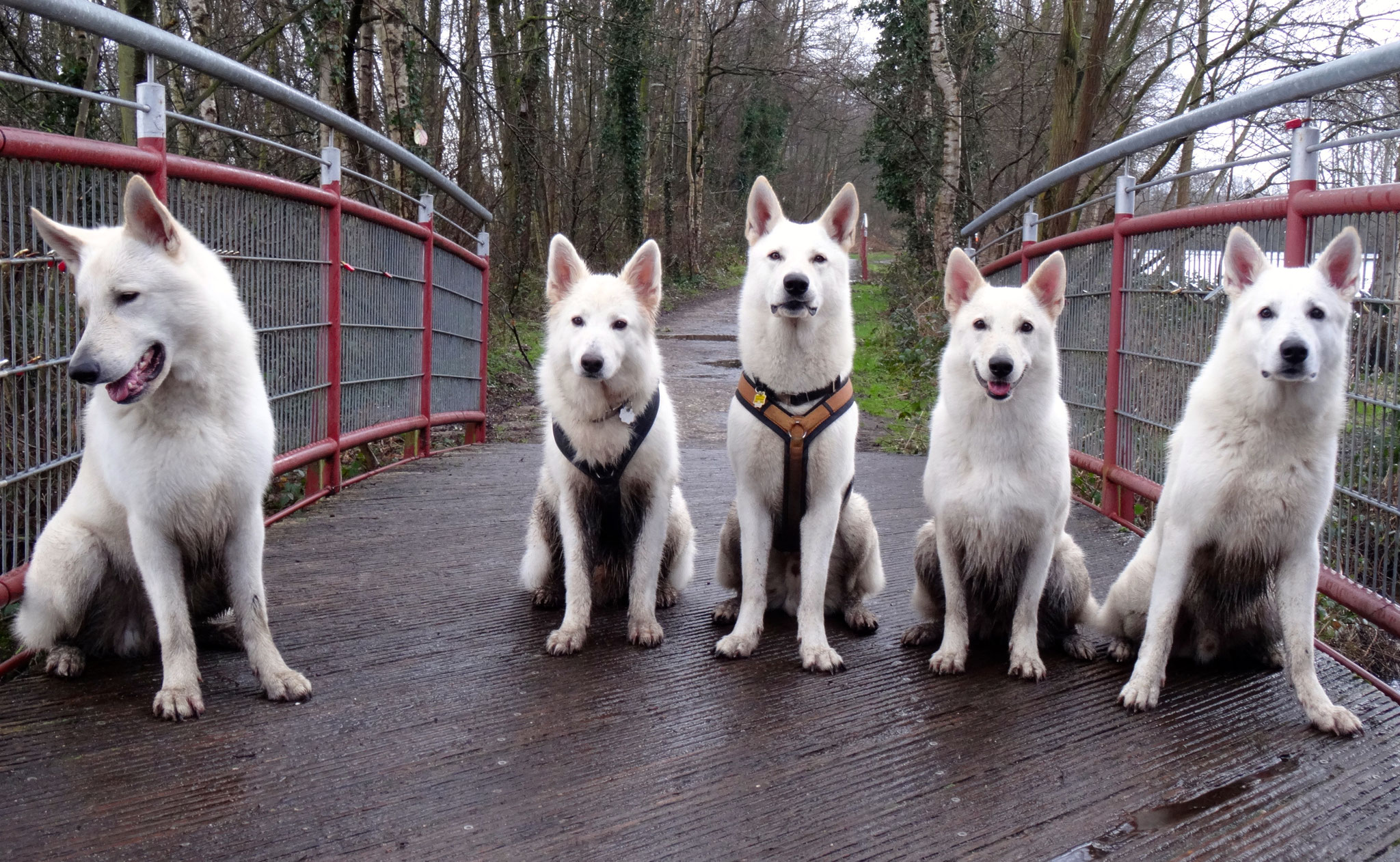 Abschlussbild auf der Brücke: Flaco - Chester - Buddy - Milka - Nikan