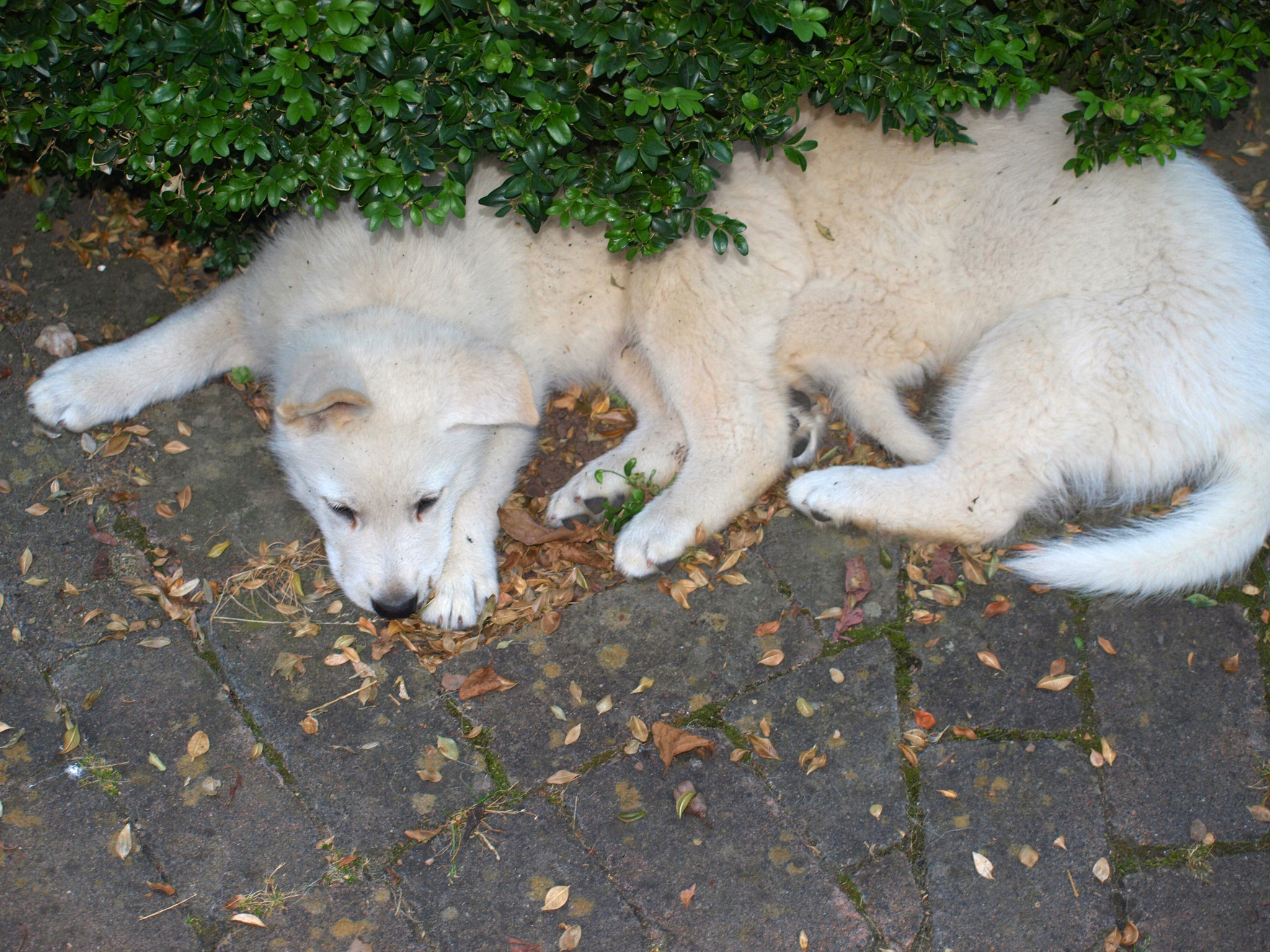 langer, 6-beiniger Hund?